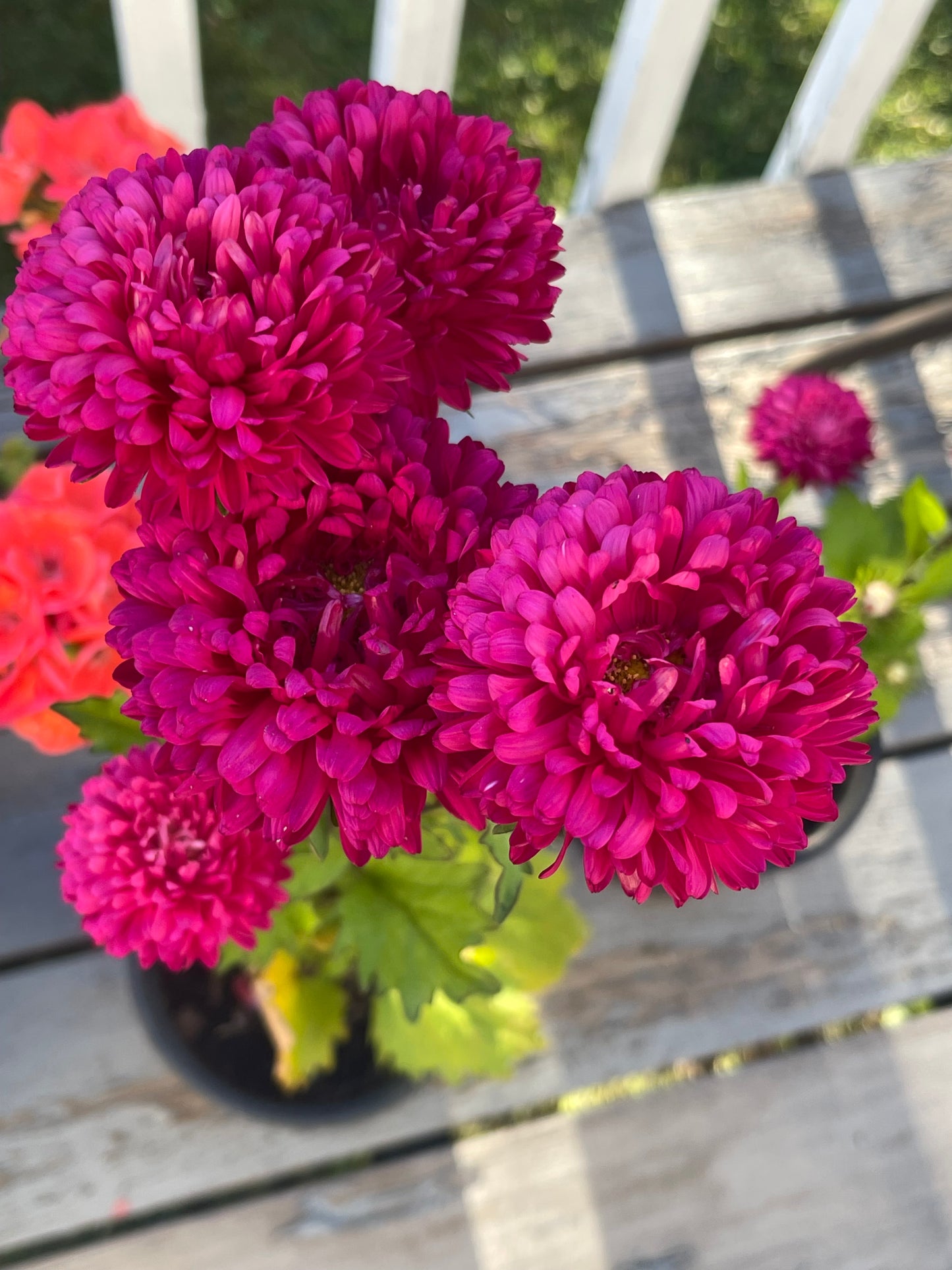 Tower China Pink Aster 50 Seeds