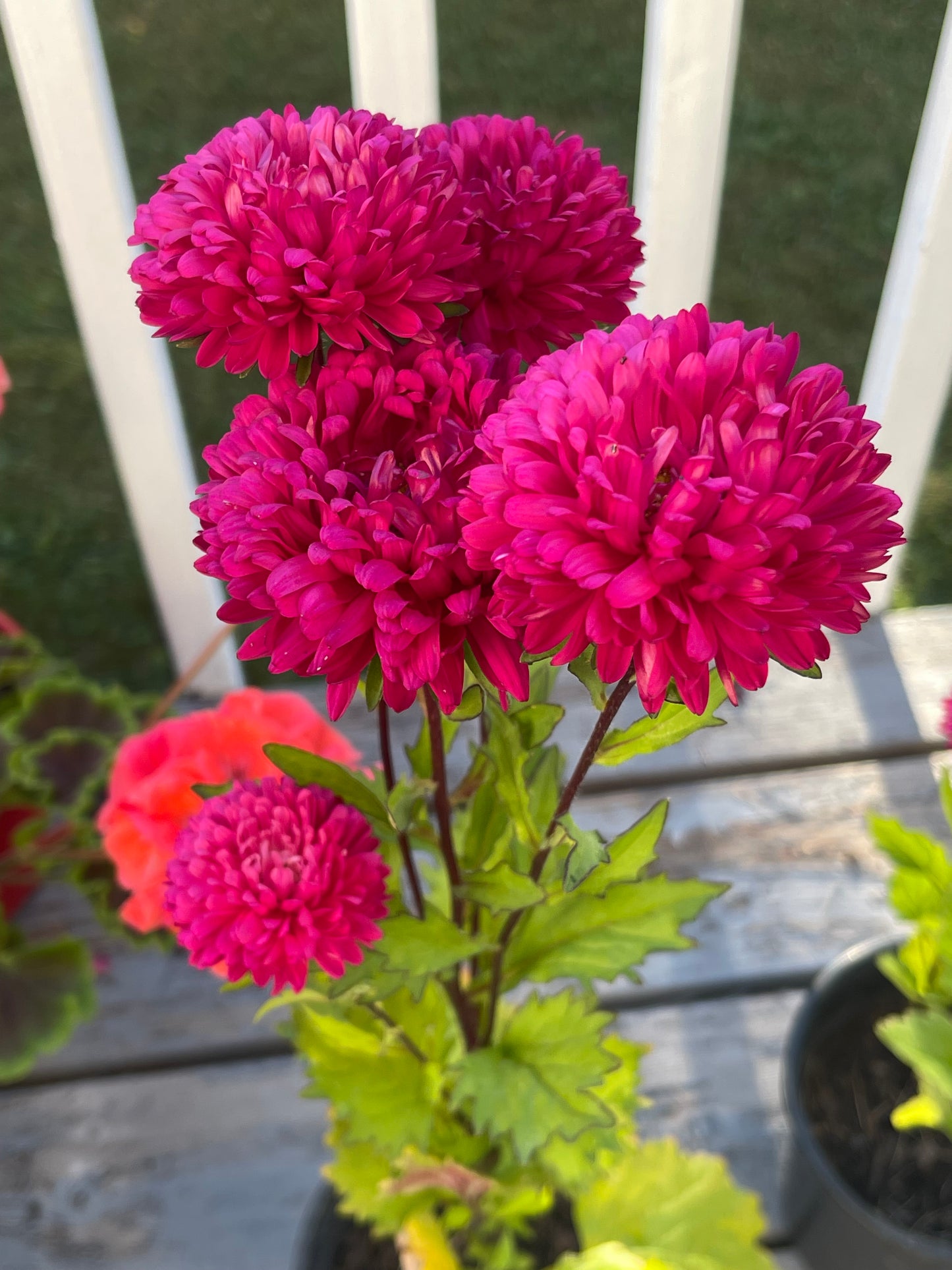 Tower China Pink Aster 50 Seeds