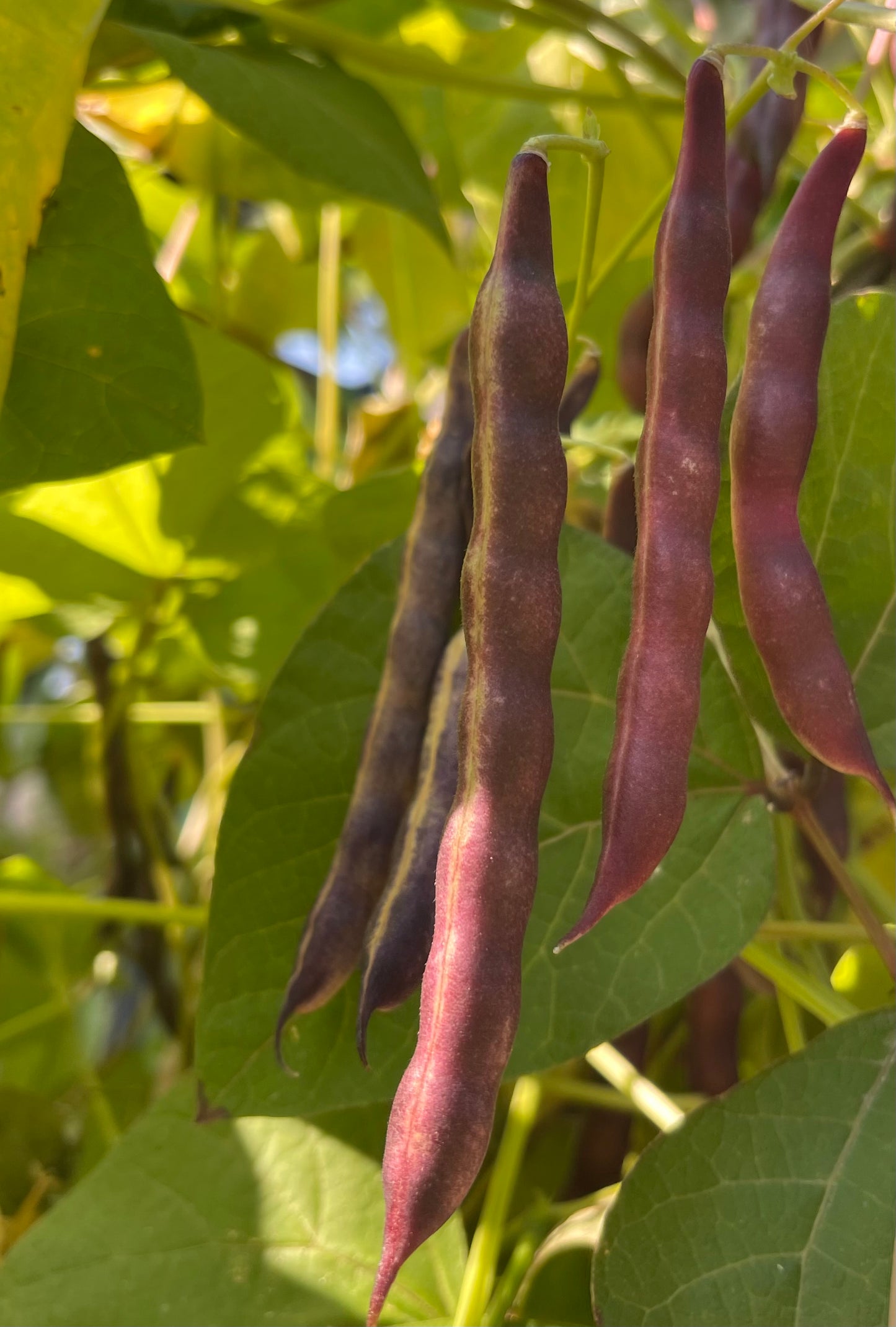 Cherokee Trail of Tears Pole Bean 20 Seeds