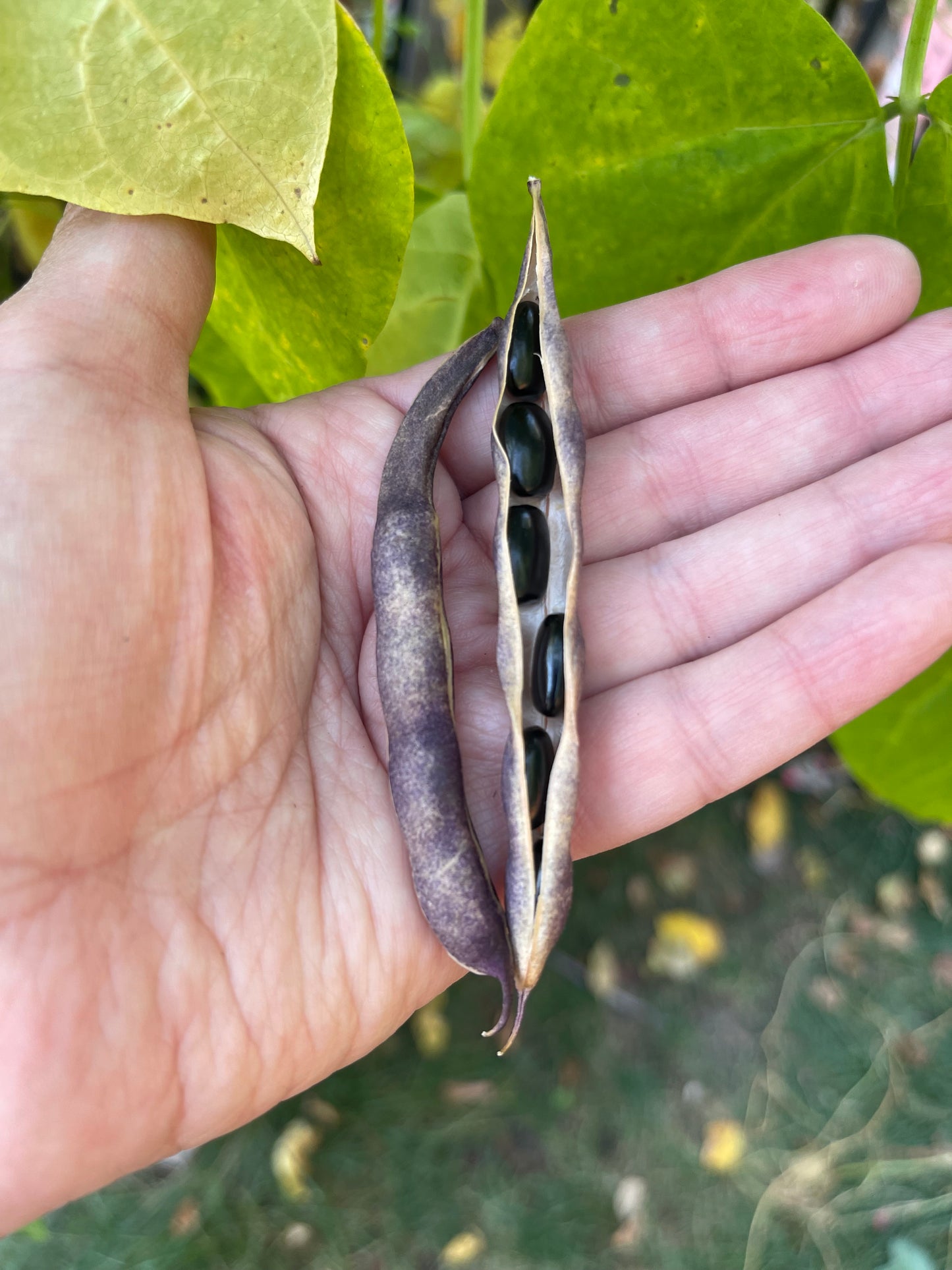 Cherokee Trail of Tears Pole Bean 20 Seeds
