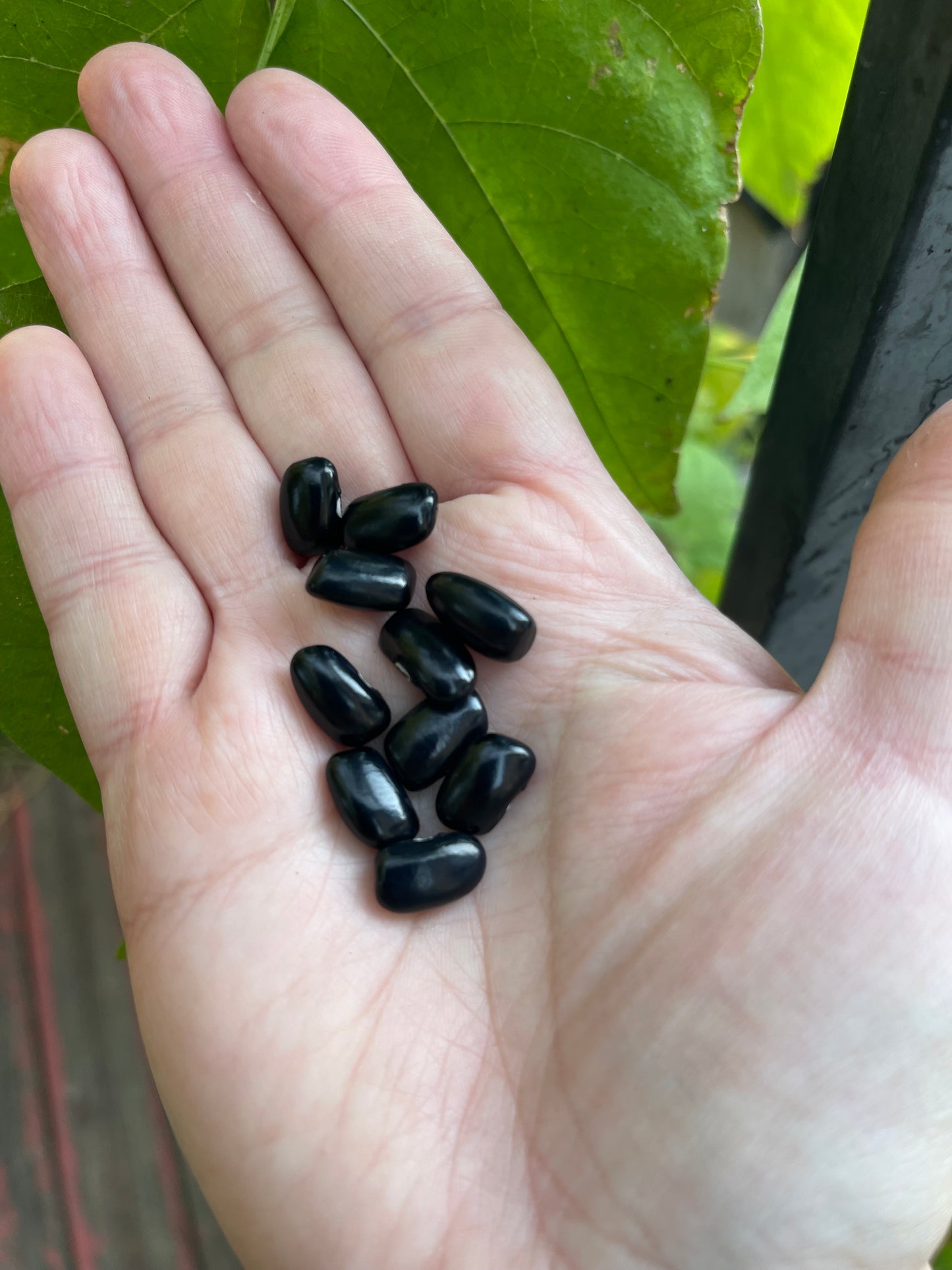 Cherokee Trail of Tears Pole Bean 20 Seeds