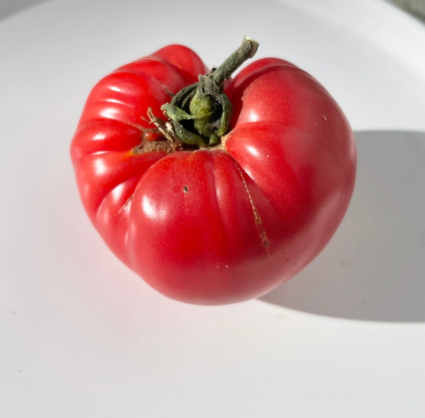 Wonderar Red Beefsteak Tomato 25 Seeds