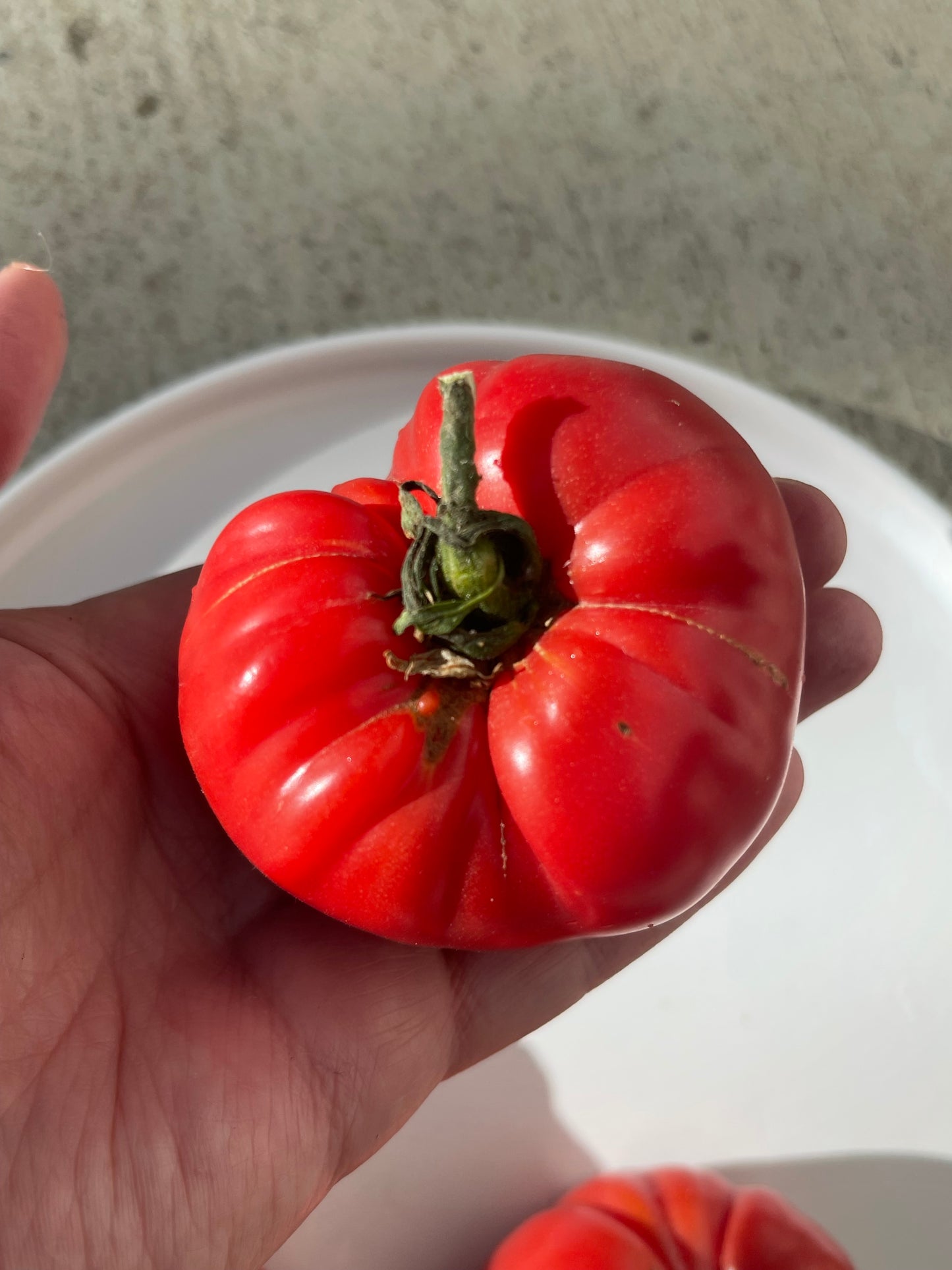 Wonderar Red Beefsteak Tomato 25 Seeds
