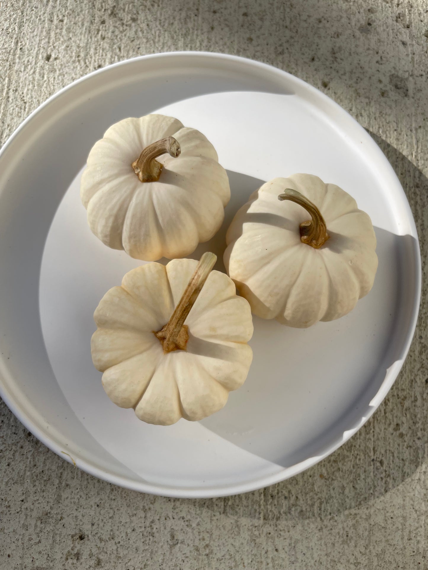 Baby Boo Pumpkin 12 Seeds