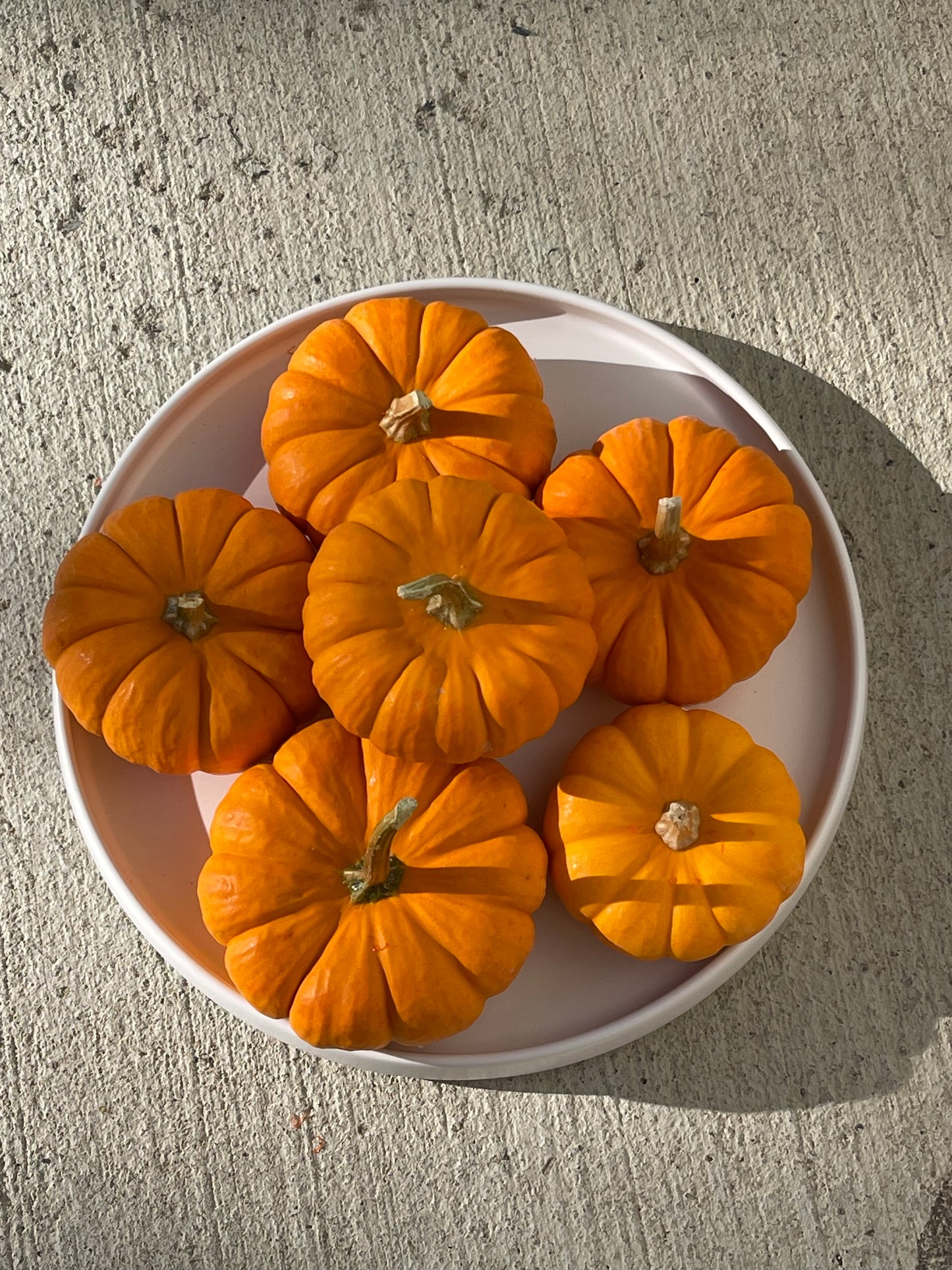 Jack Be Little Pumpkin 12 Seeds