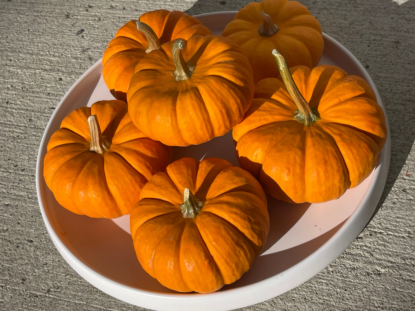 Jack Be Little Pumpkin 12 Seeds