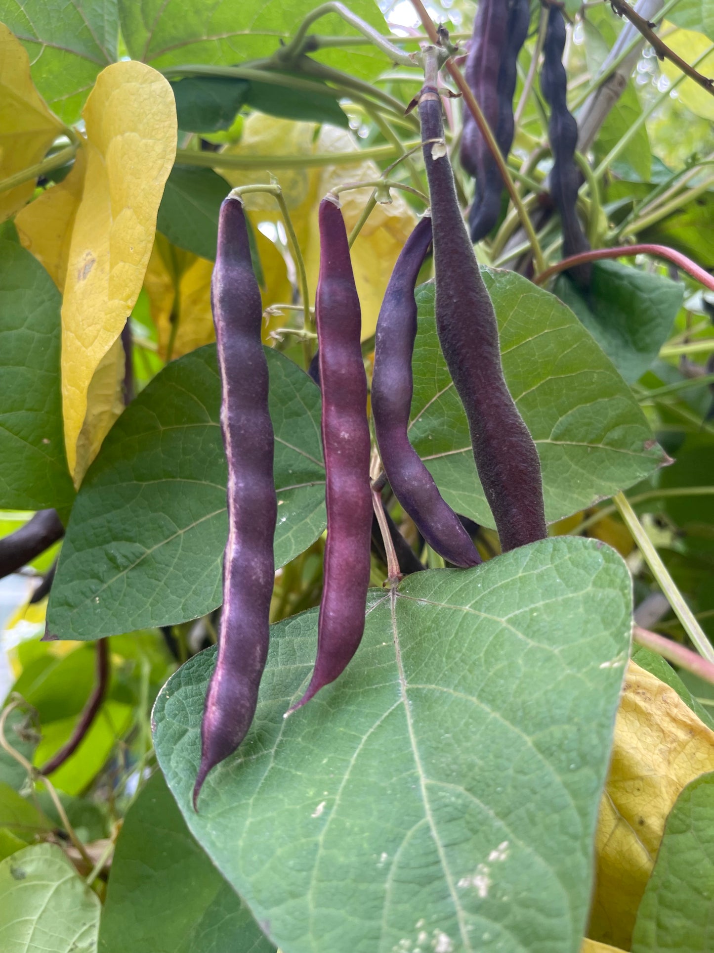 Cherokee Trail of Tears Pole Bean 20 Seeds
