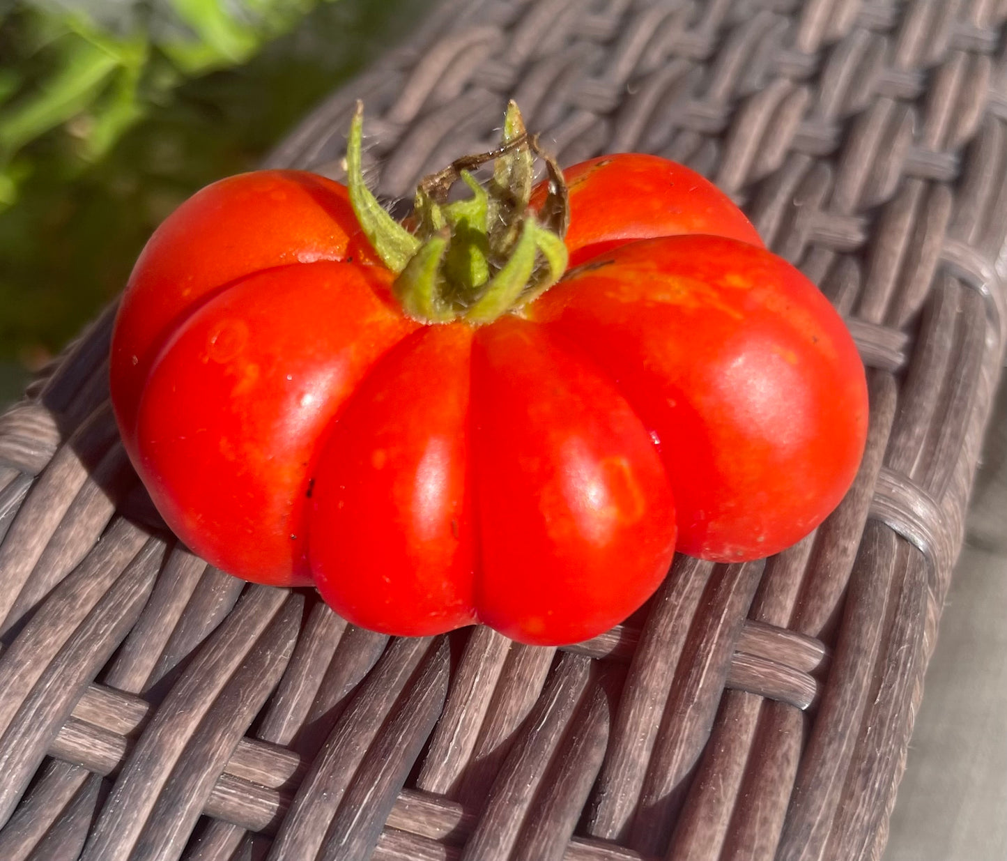 Traveler Tomato - Reisetomate - Voyager Tomato 20 Seeds