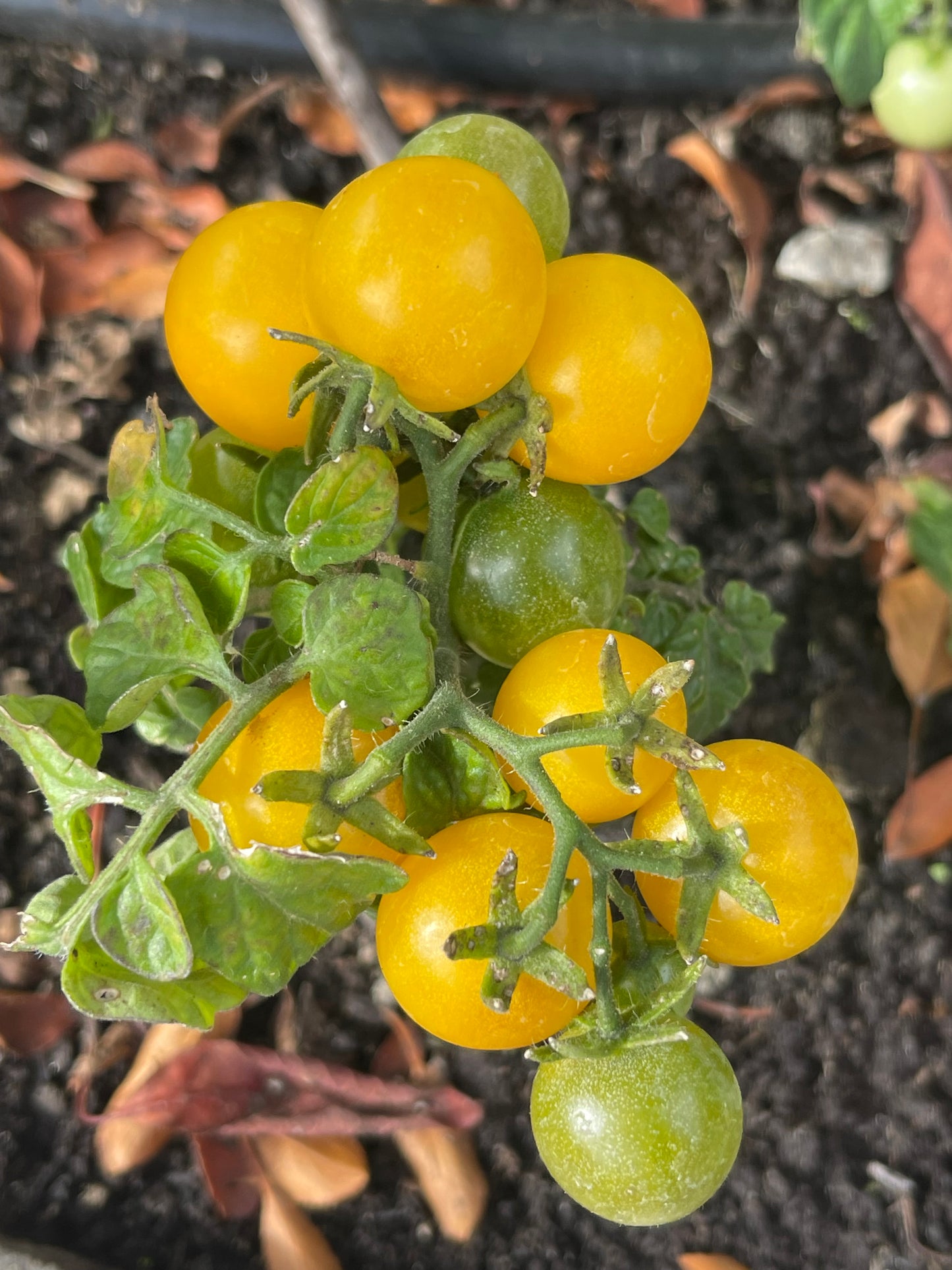 Regina Yellow Micro Dwarf Tomato 20 Seeds