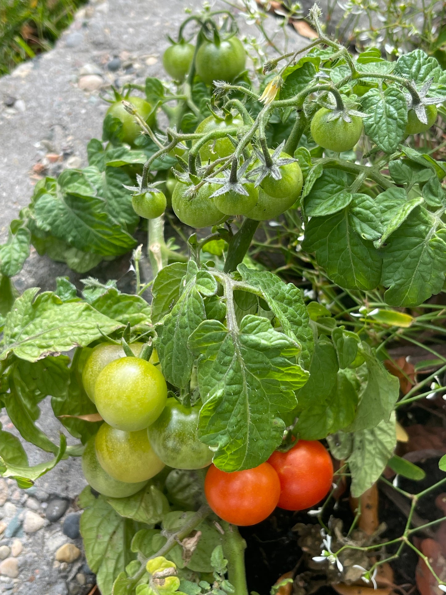 Red Robin Micro Dwarf Tomato  20 Seeds