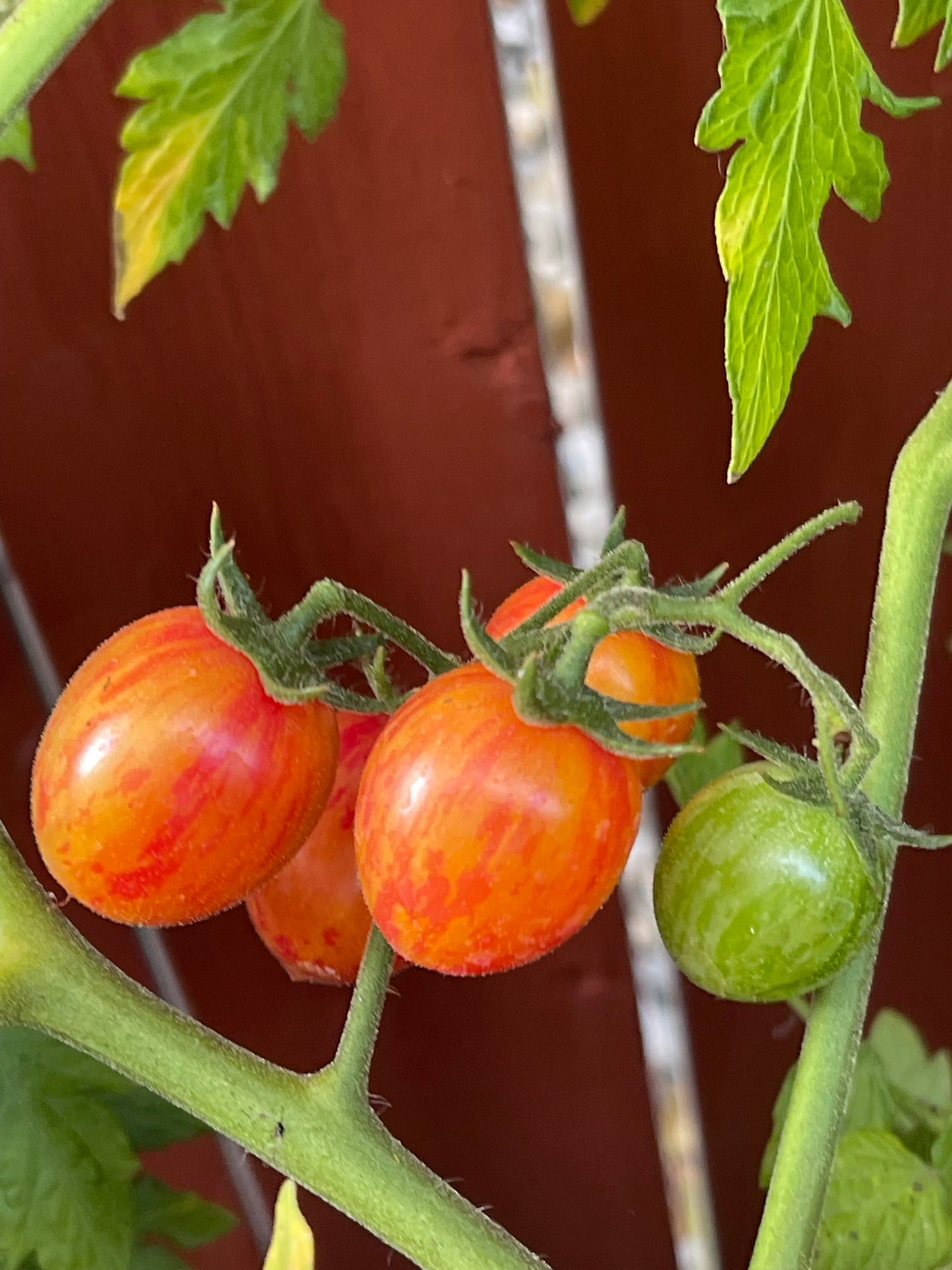 Bumble Bee Sunrise Cherry Tomato 20 Seeds
