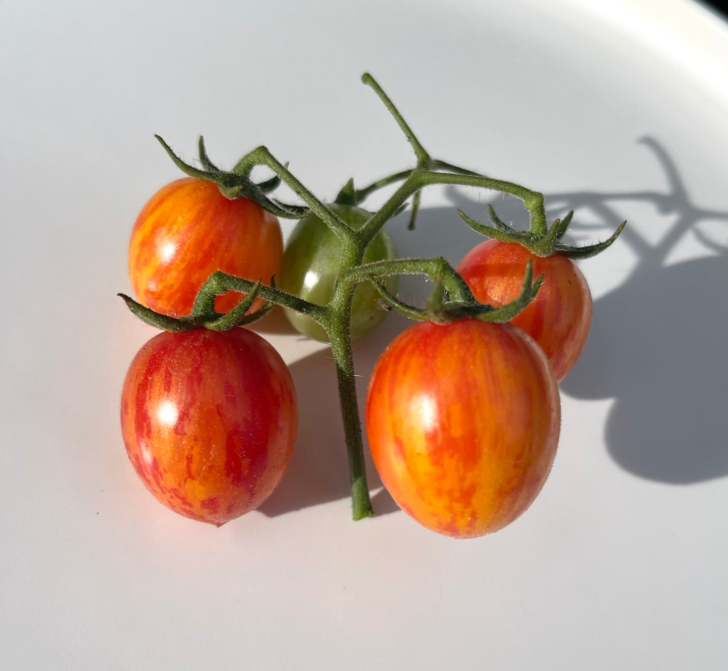 Bumble Bee Sunrise Cherry Tomato 20 Seeds