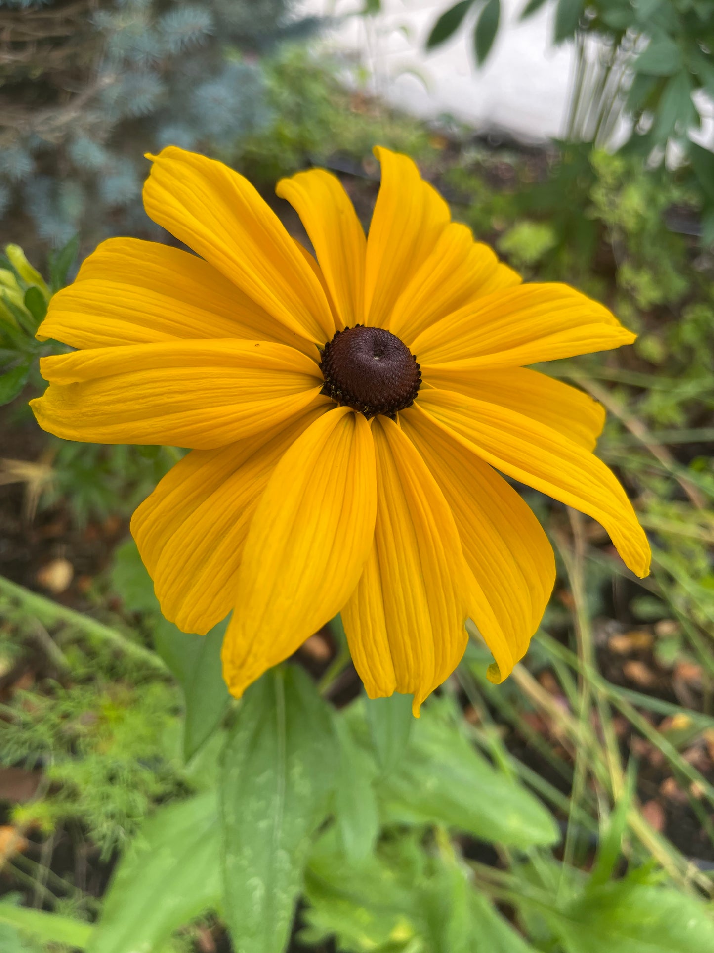 Black-Eyed Susan 100 Seeds