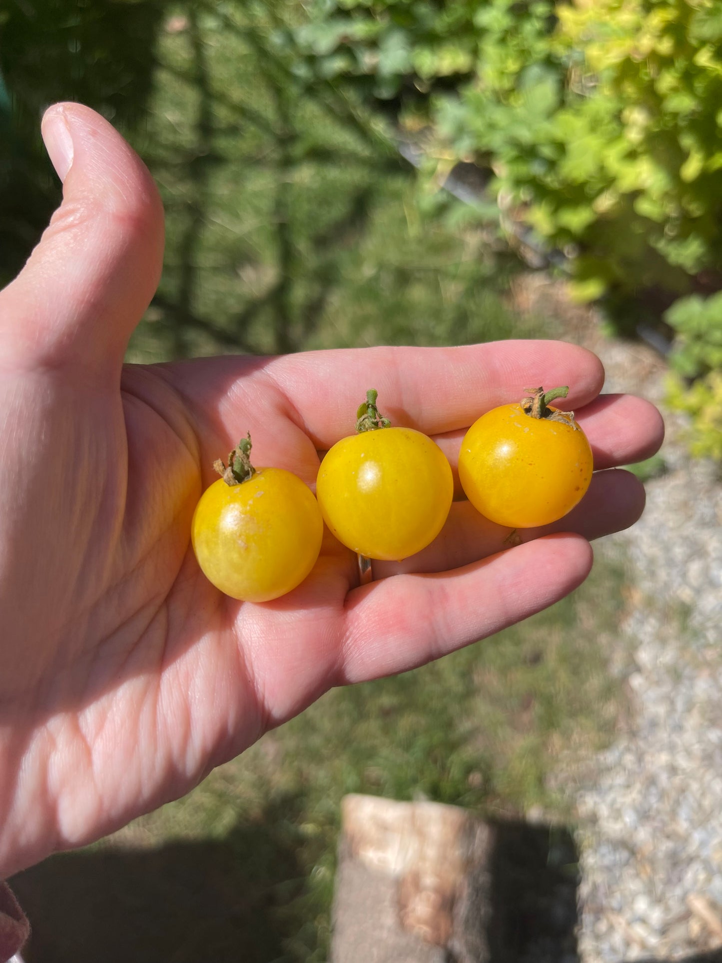 Regina Yellow Micro Dwarf Tomato 20 Seeds