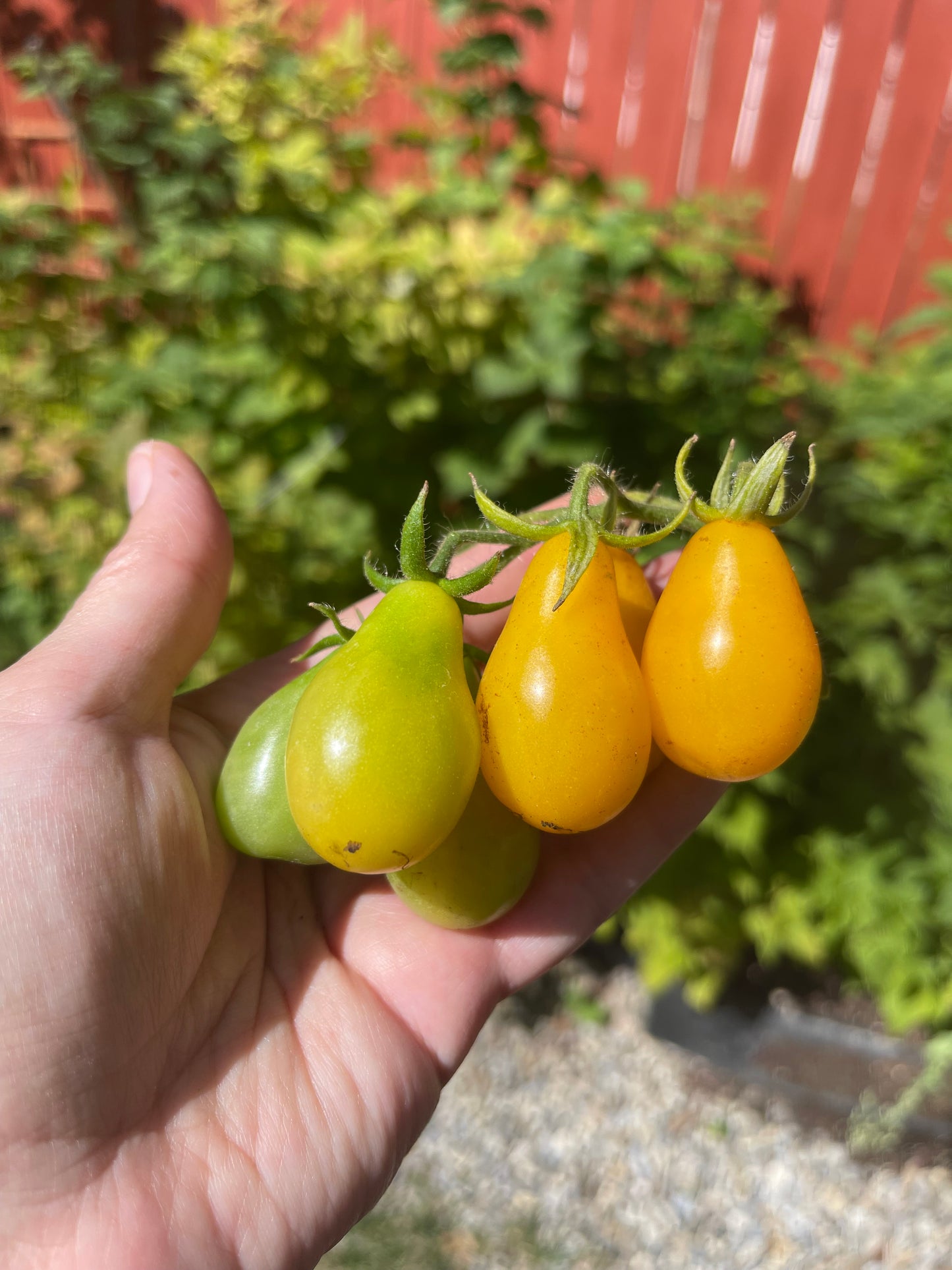 Yellow Pear Cherry Tomato 25 Seeds