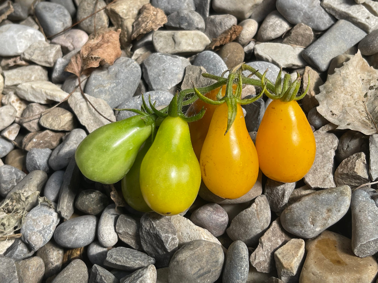 Yellow Pear Cherry Tomato 25 Seeds