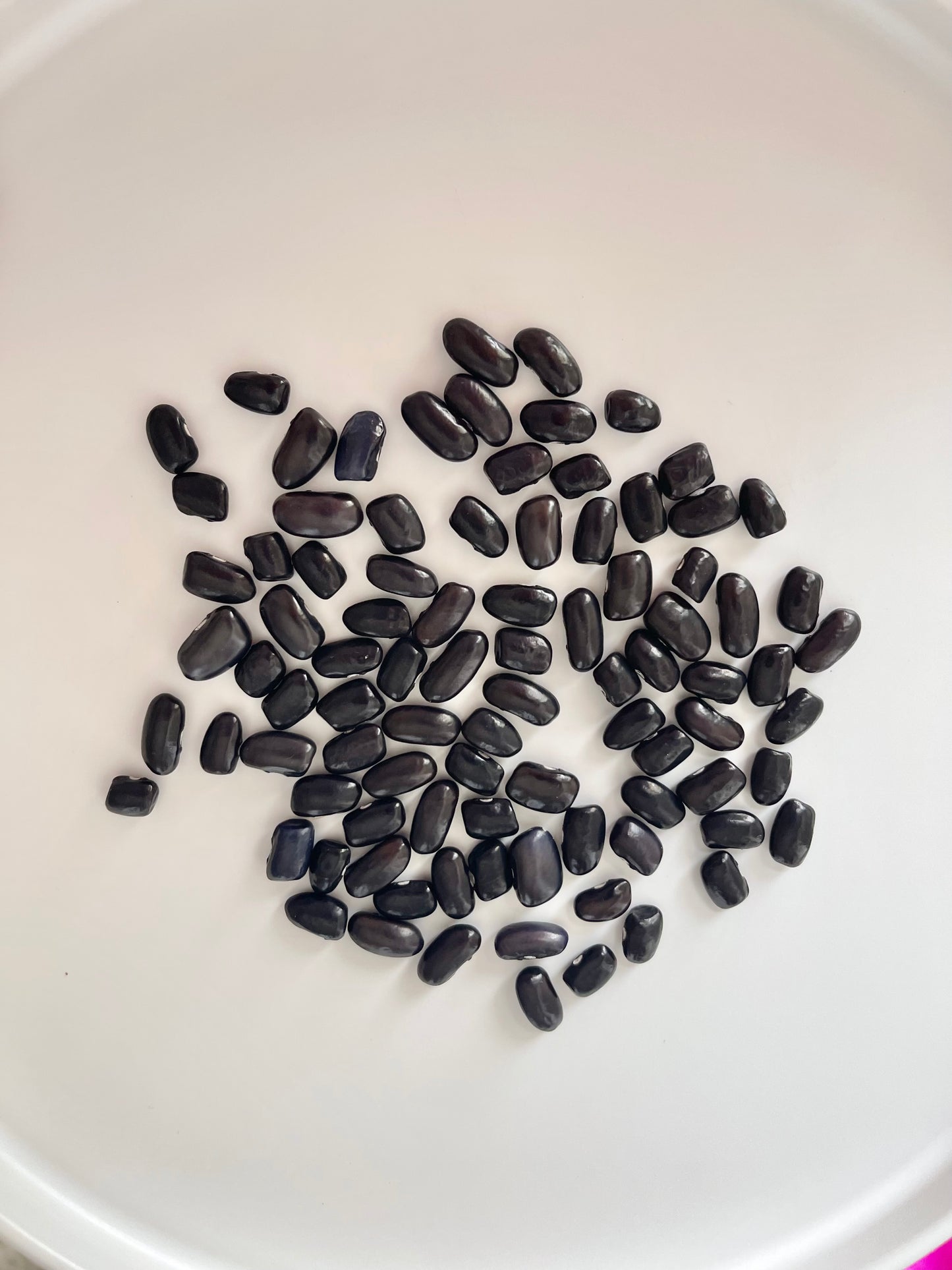 Cherokee Trail of Tears Pole Bean 20 Seeds