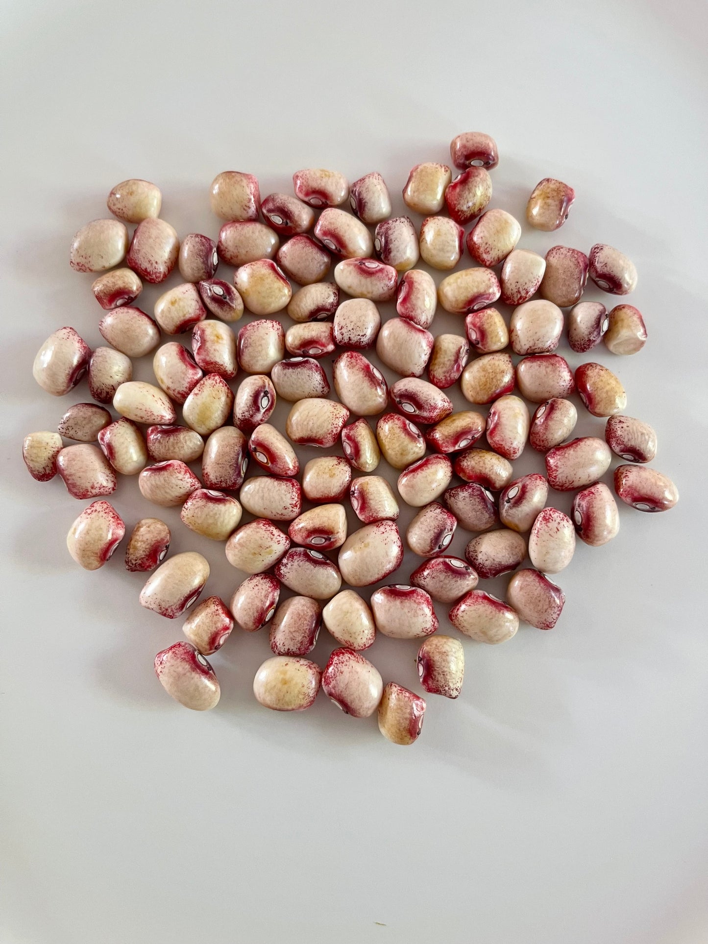 Mayflower Pole Bean 12 Seeds