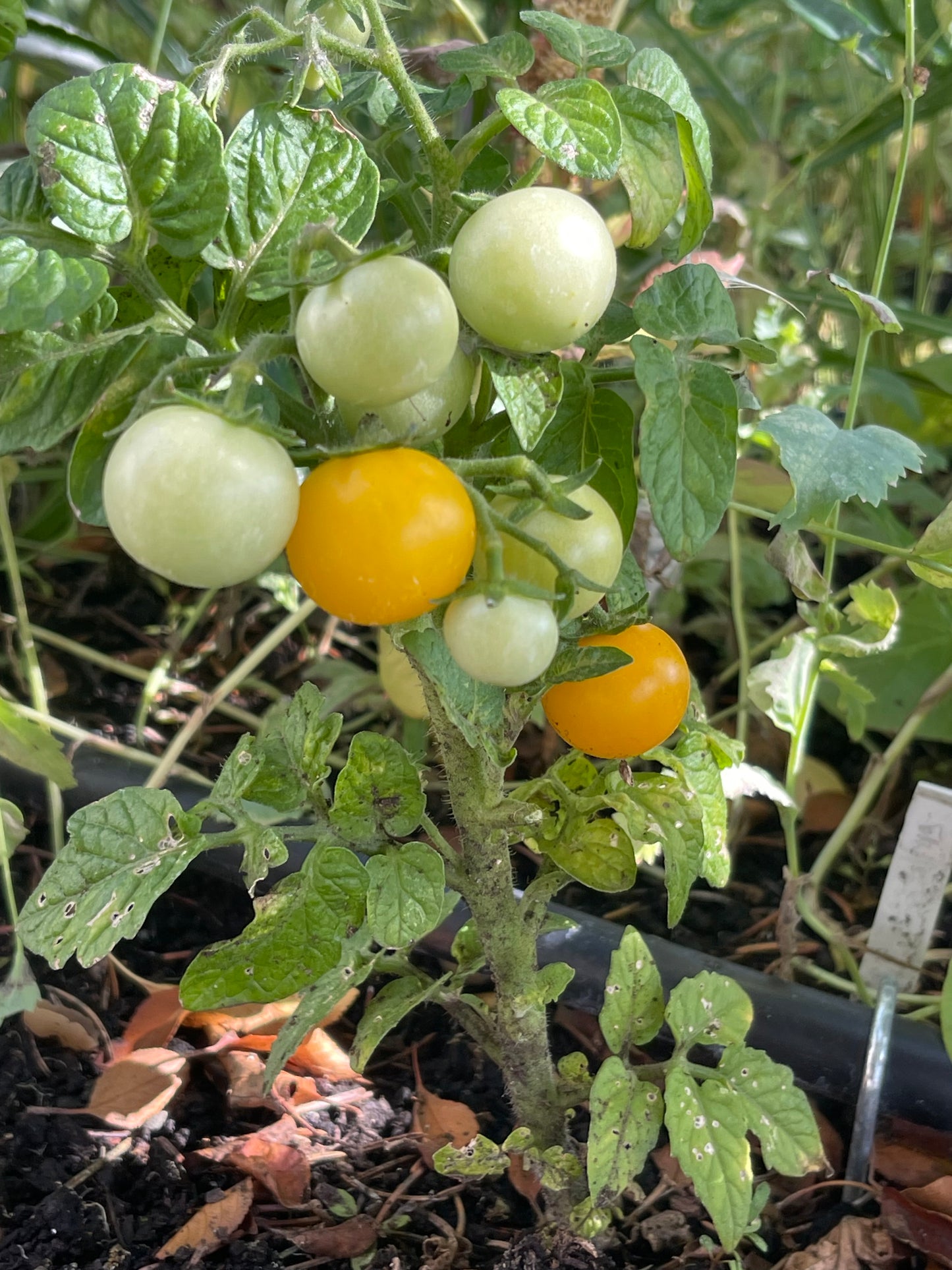 Venus Micro Dwarf Tomato 20 Seeds