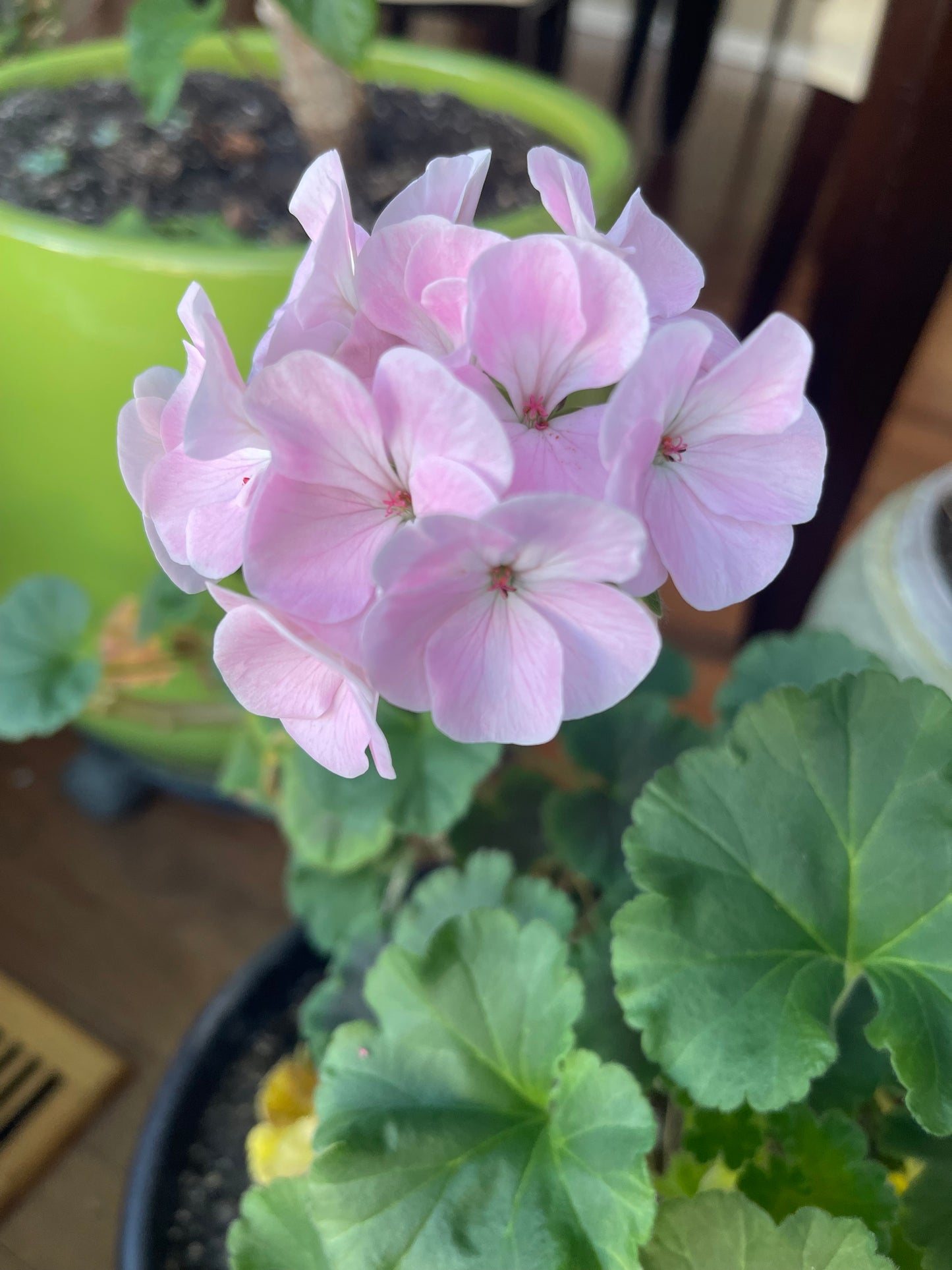 Pink Geranium 10 Seeds