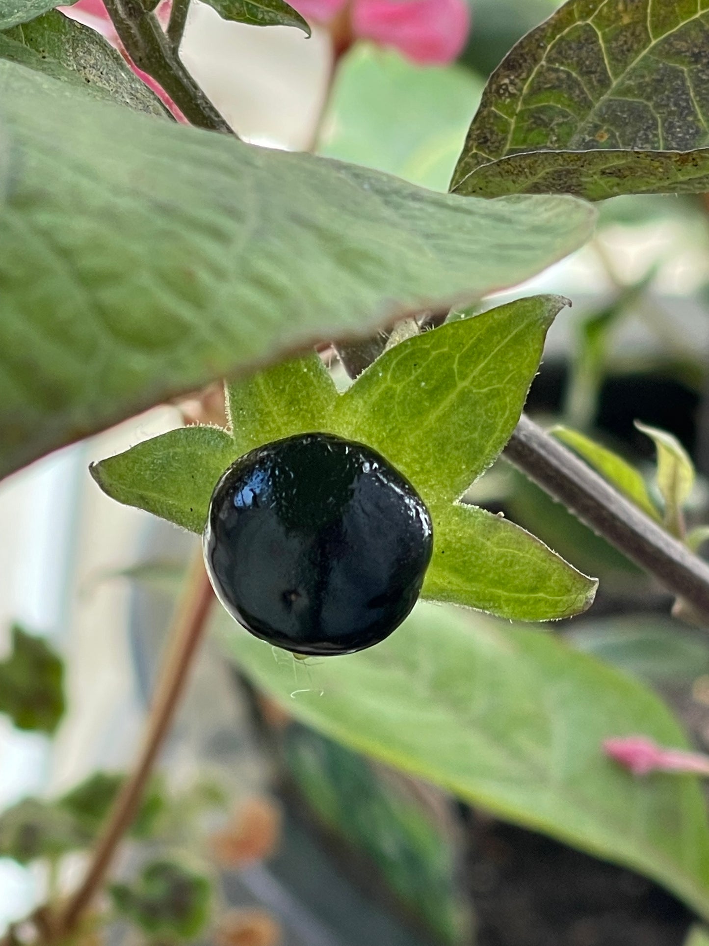 Belladonna 50 Seeds