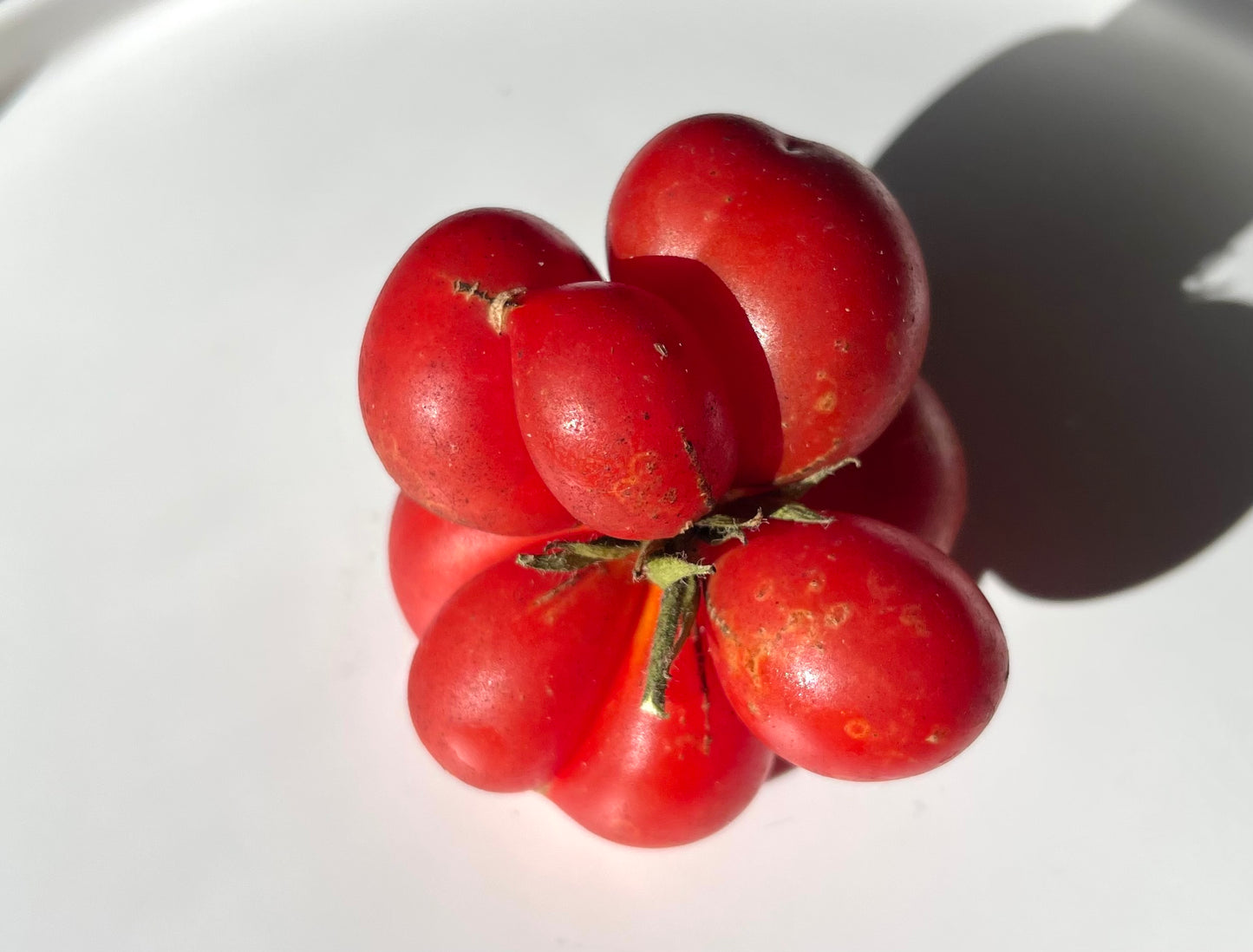 Traveler Tomato - Reisetomate - Voyager Tomato 20 Seeds