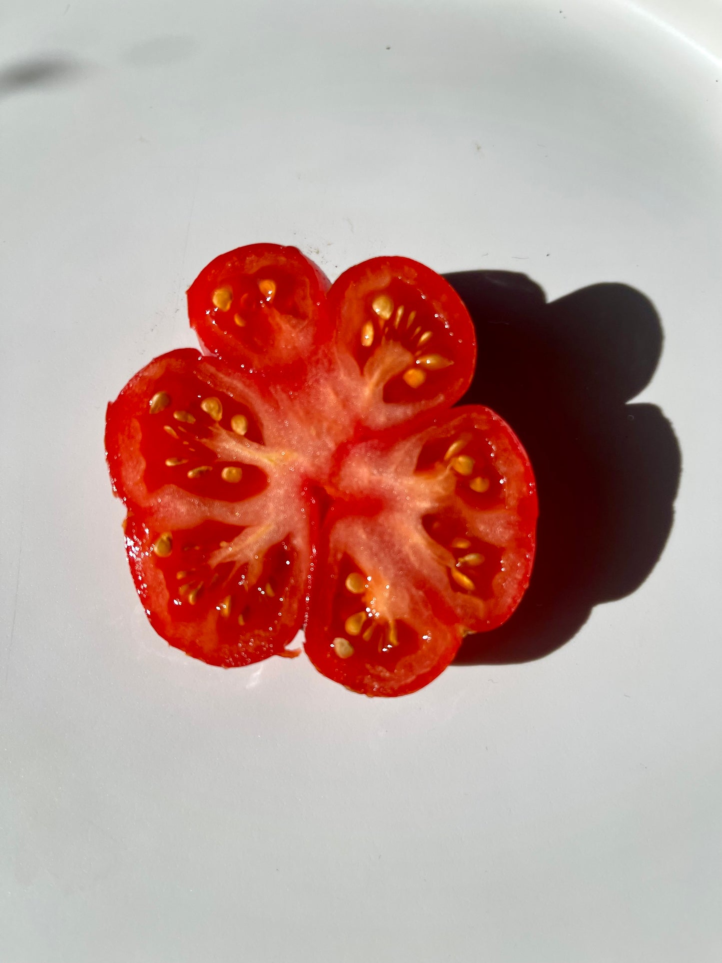 Traveler Tomato - Reisetomate - Voyager Tomato 20 Seeds