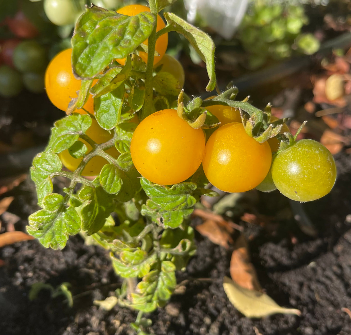 Regina Yellow Micro Dwarf Tomato 20 Seeds