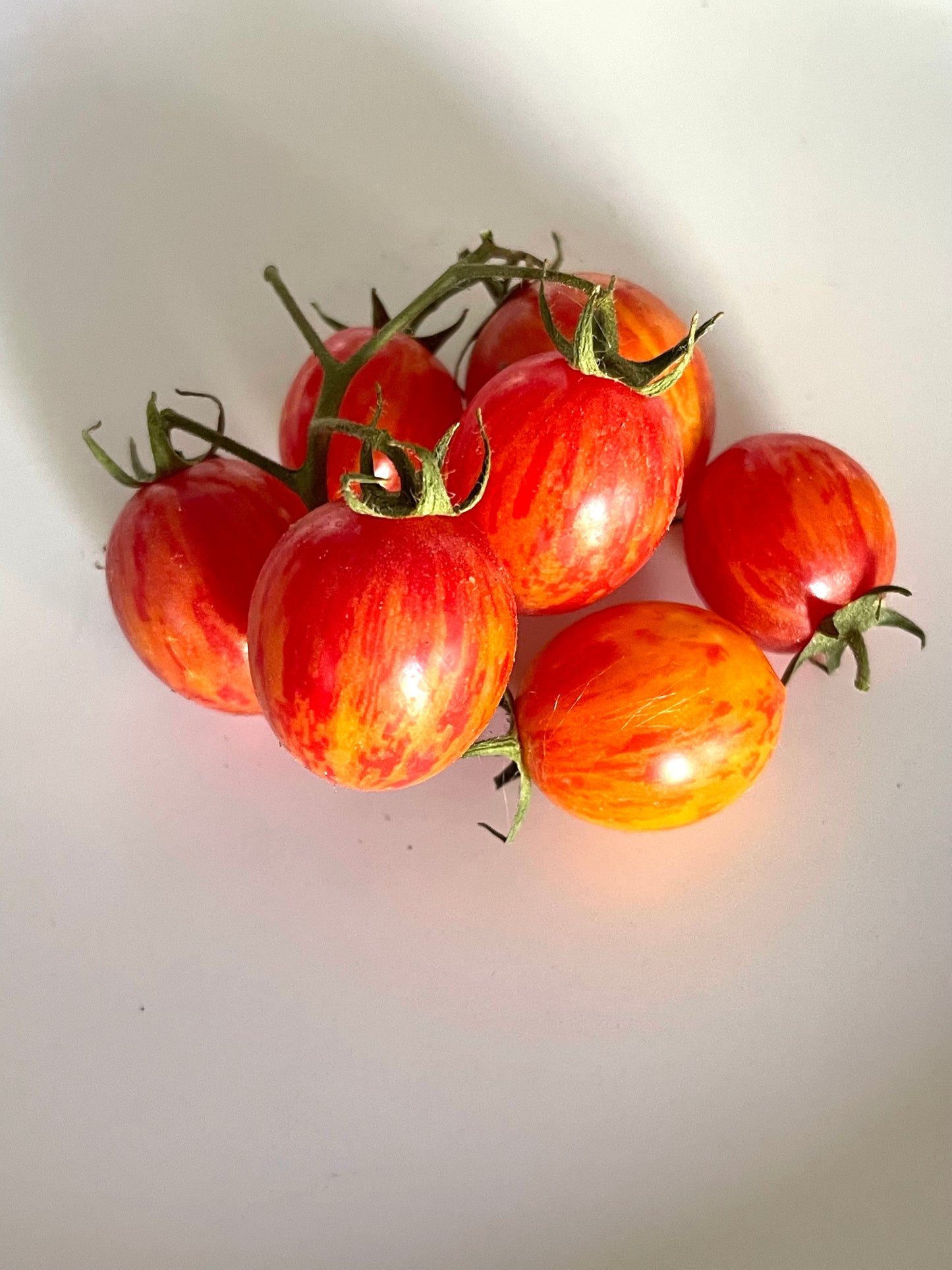 Bumble Bee Sunrise Cherry Tomato 20 Seeds
