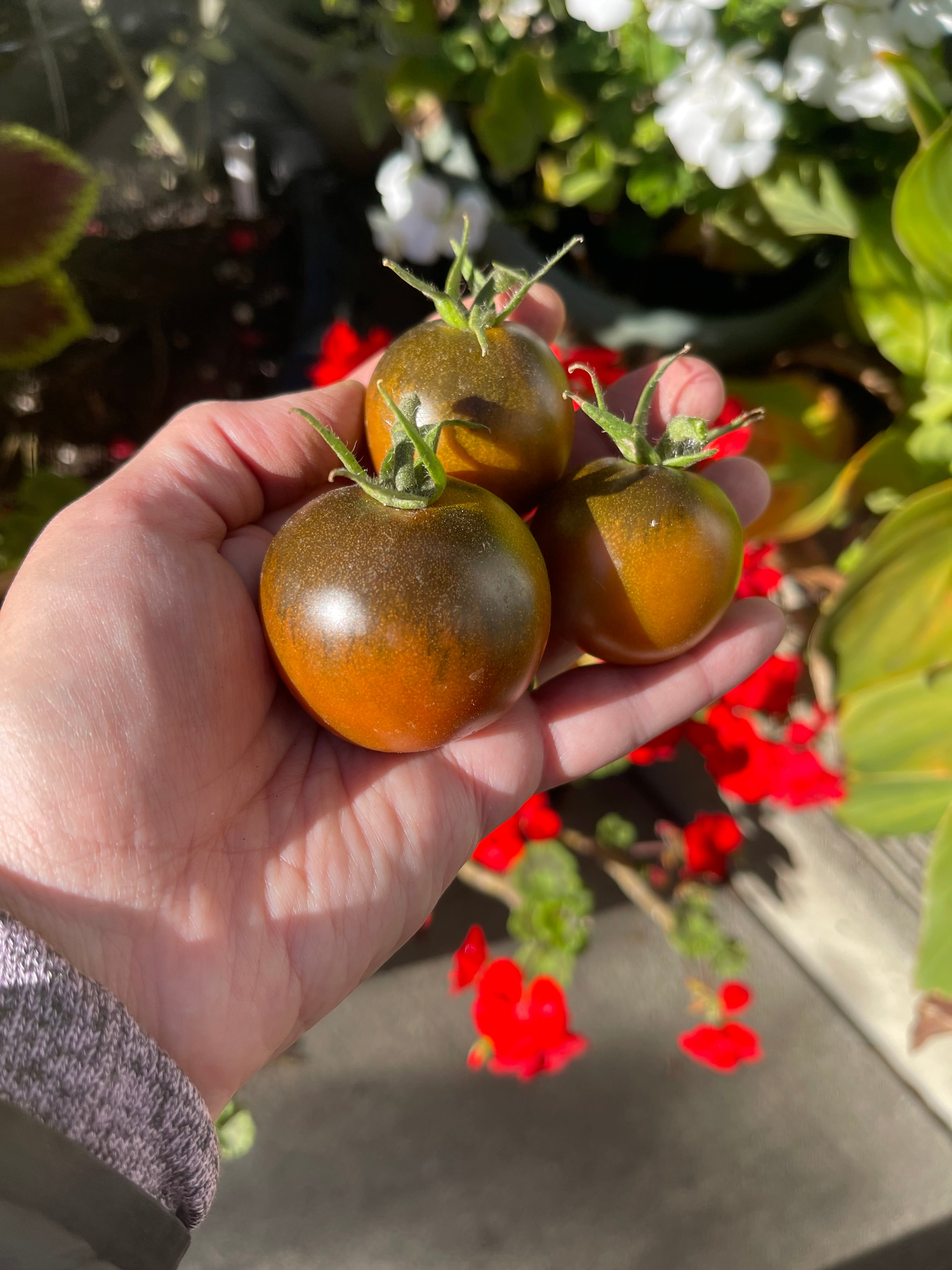 Kumato Tomato 25 Seeds – LIZA'S PLANTS YYC