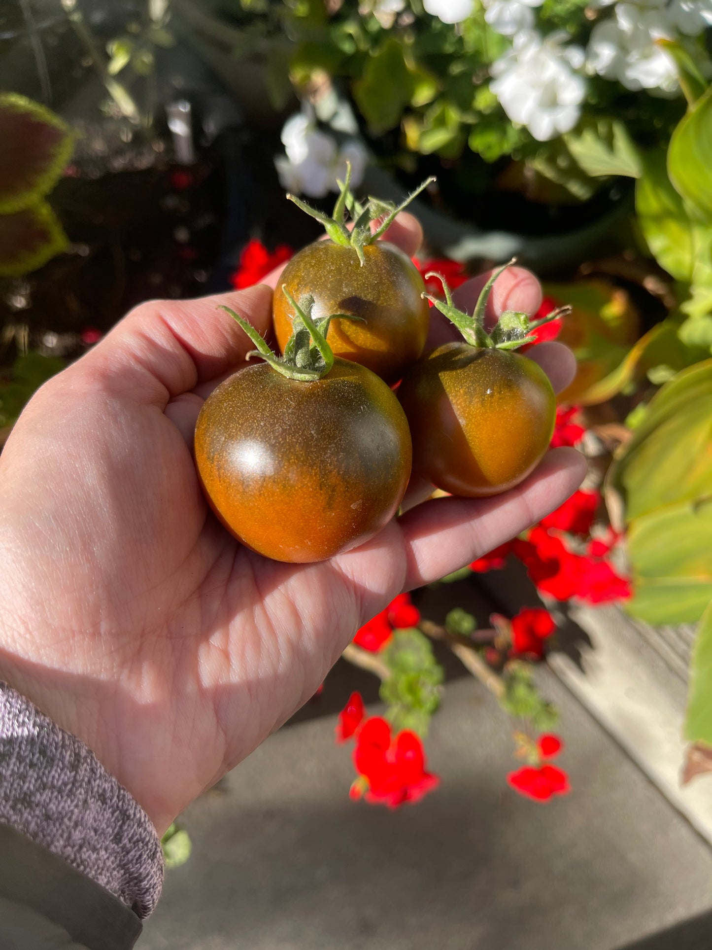 Kumato Tomato 25 Seeds
