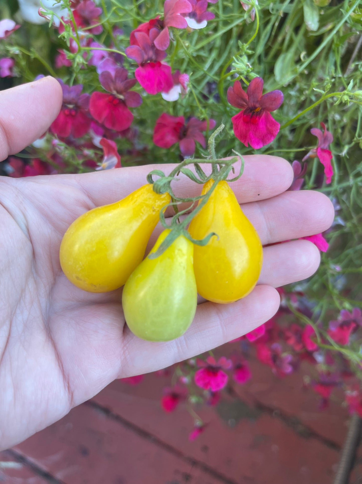 Yellow Pear Cherry Tomato 25 Seeds