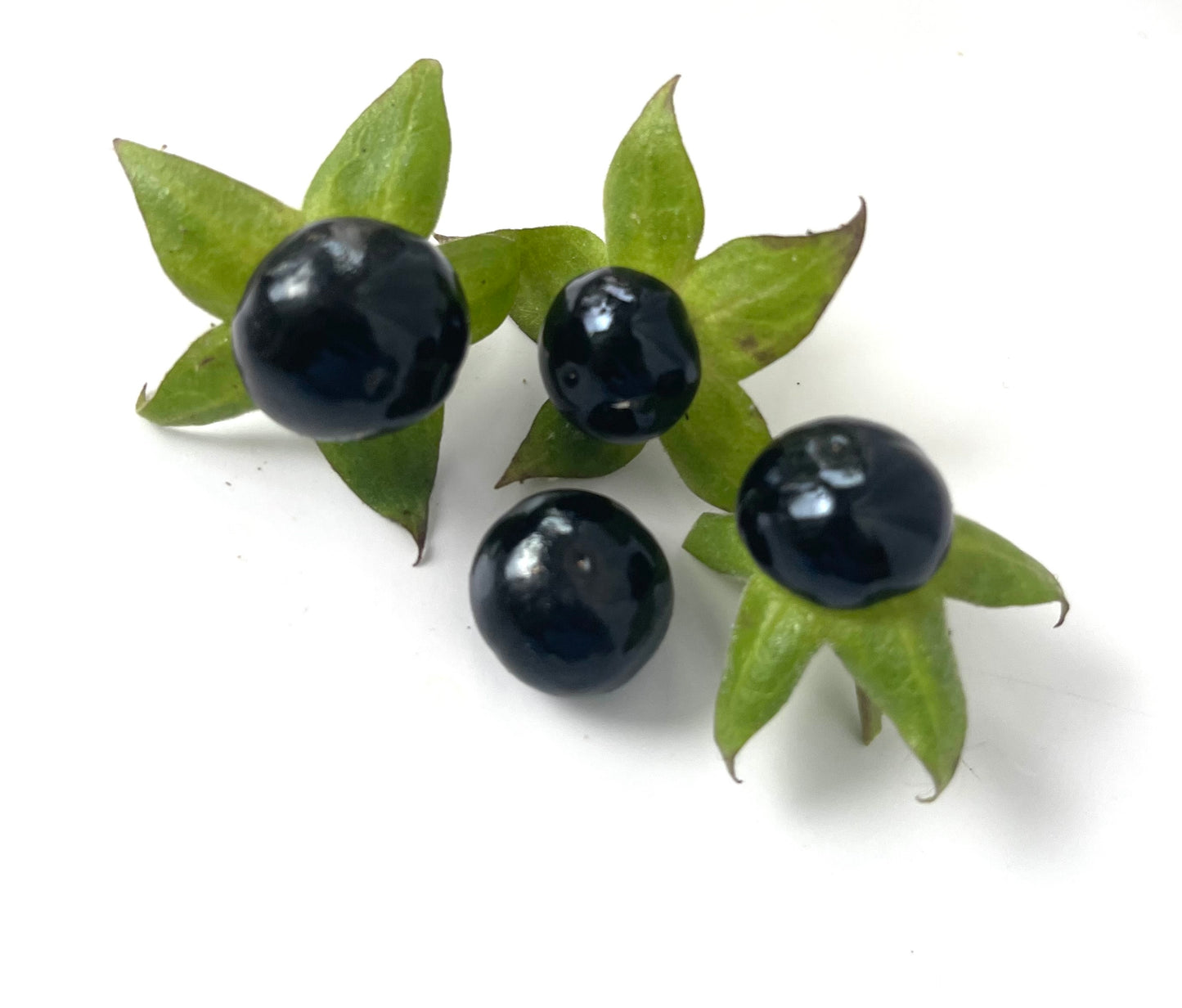 Belladonna 50 Seeds