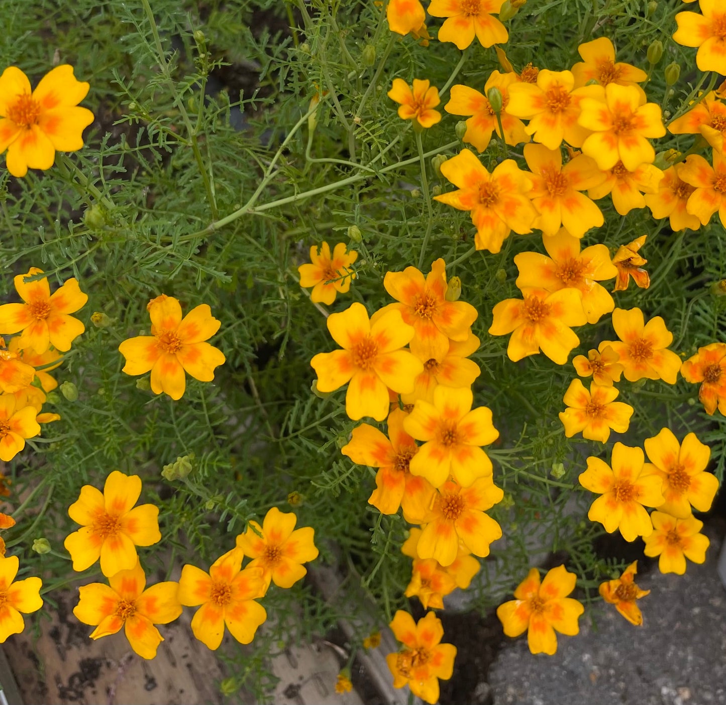 Signet Marigold Orange Gem 50 Seeds