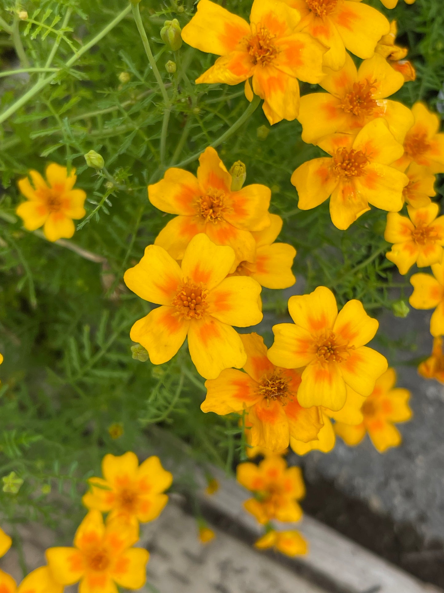 Signet Marigold Orange Gem 50 Seeds