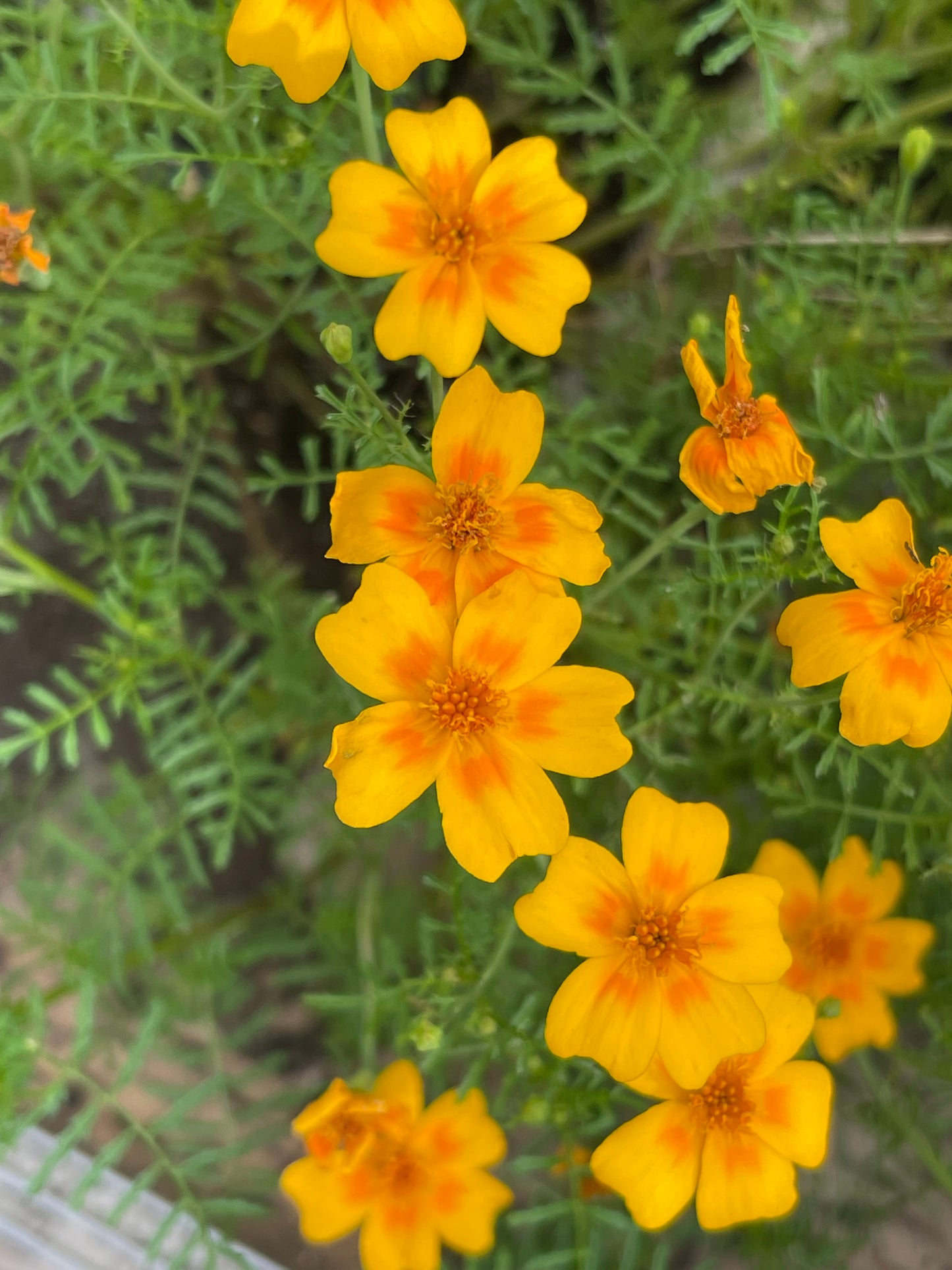 Signet Marigold Orange Gem 50 Seeds
