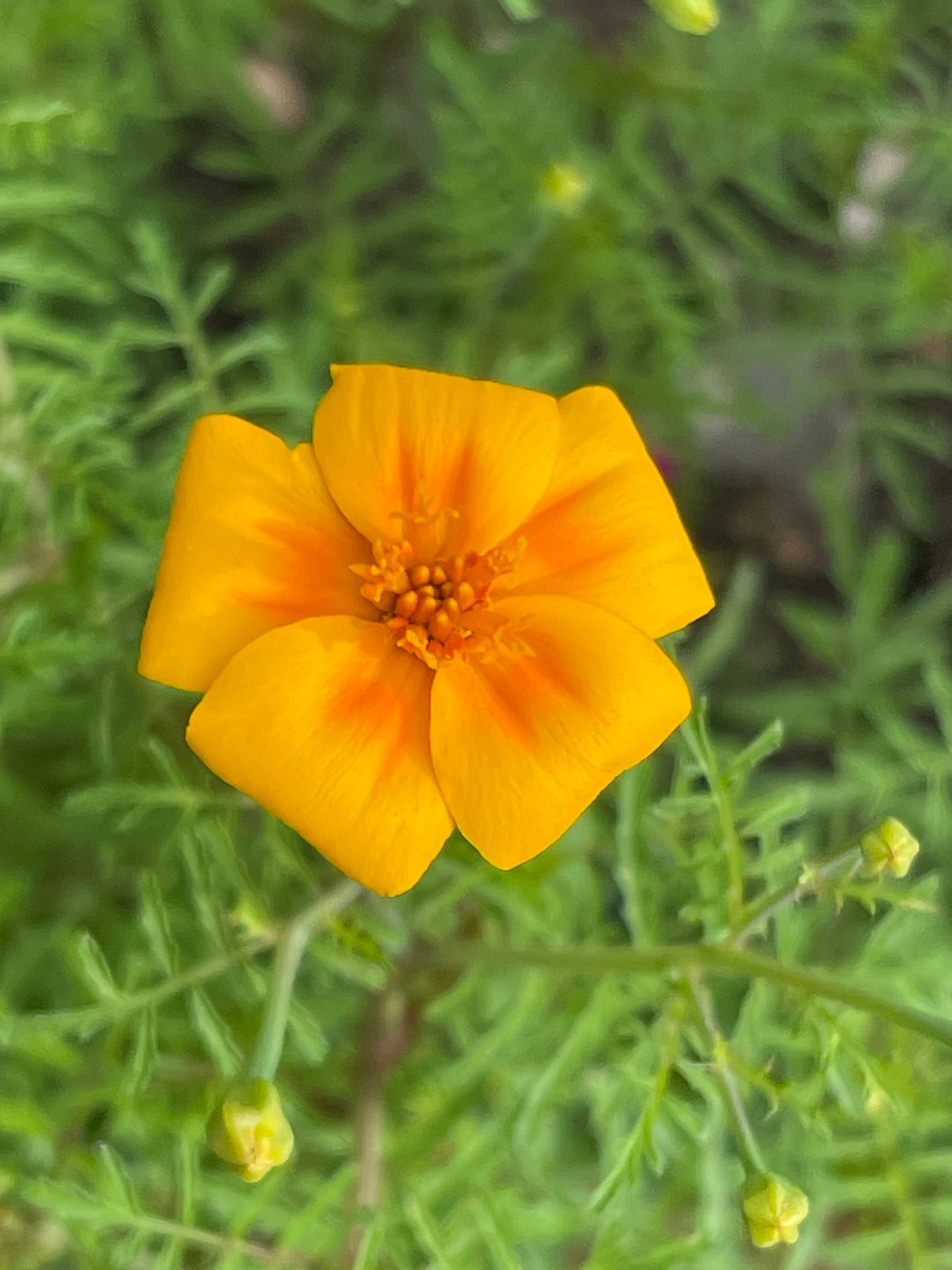 Signet Marigold Orange Gem 50 Seeds