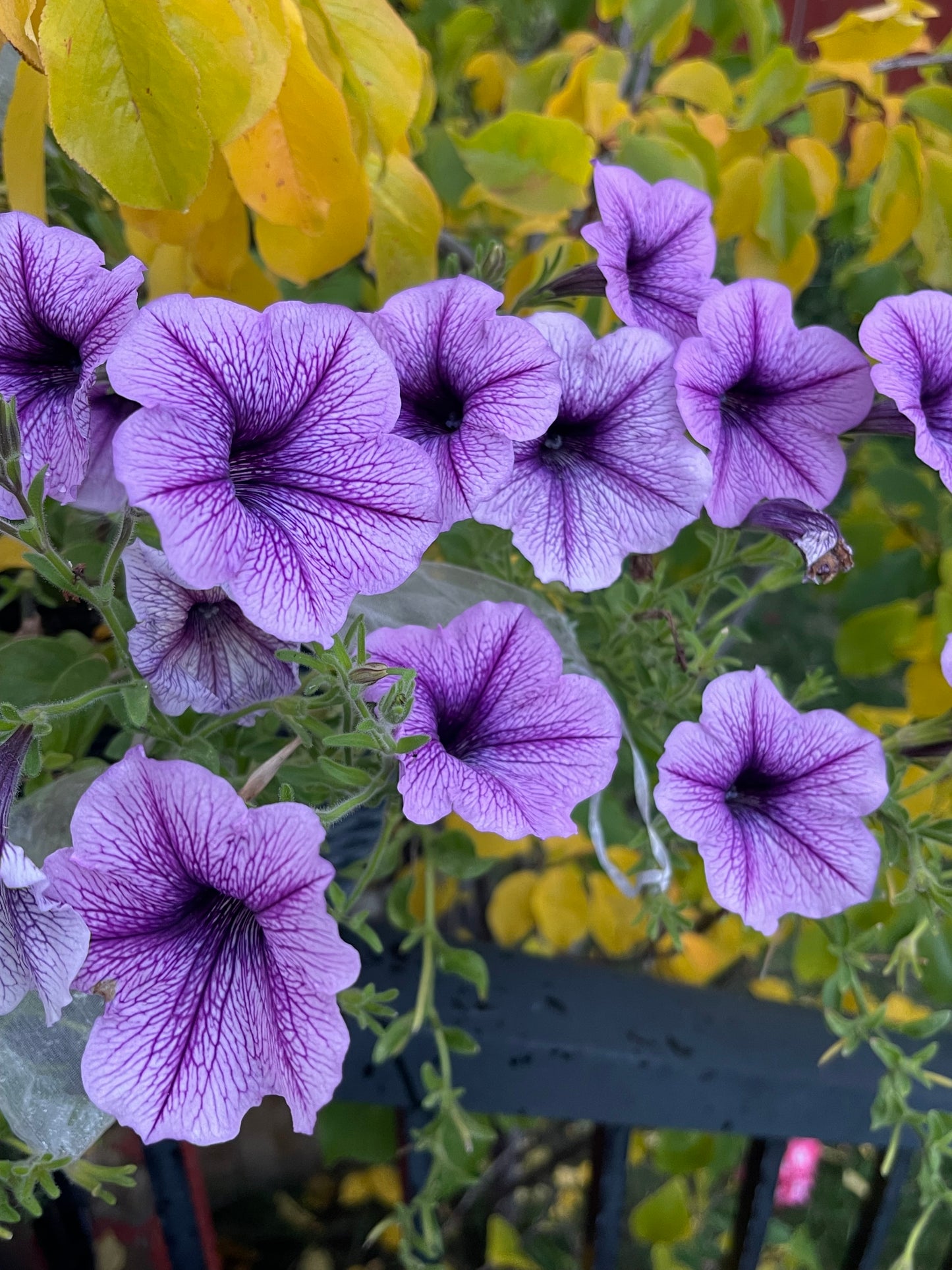 Veined Mix Petunia 100 Seeds