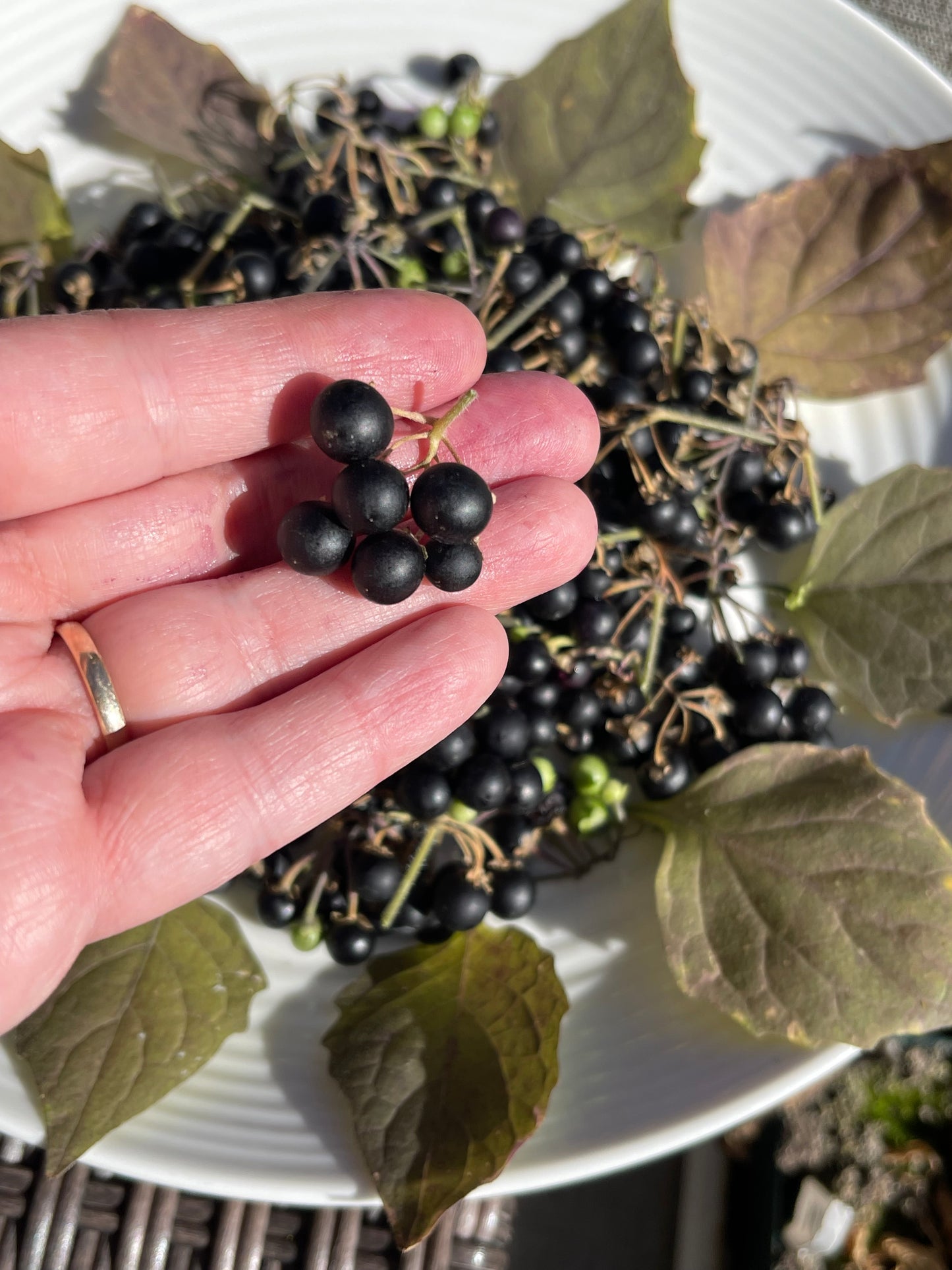 Wonderberry - Solanum Burbankii Berry 100 Seeds