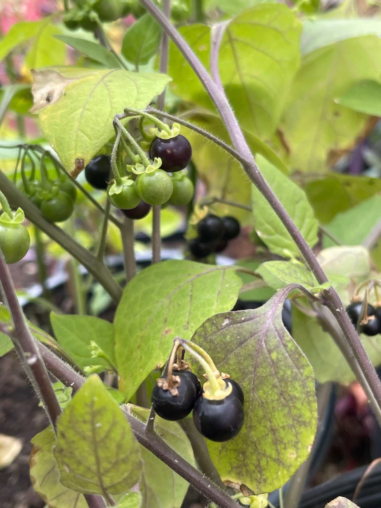 Wonderberry - Solanum Burbankii Berry 100 Seeds