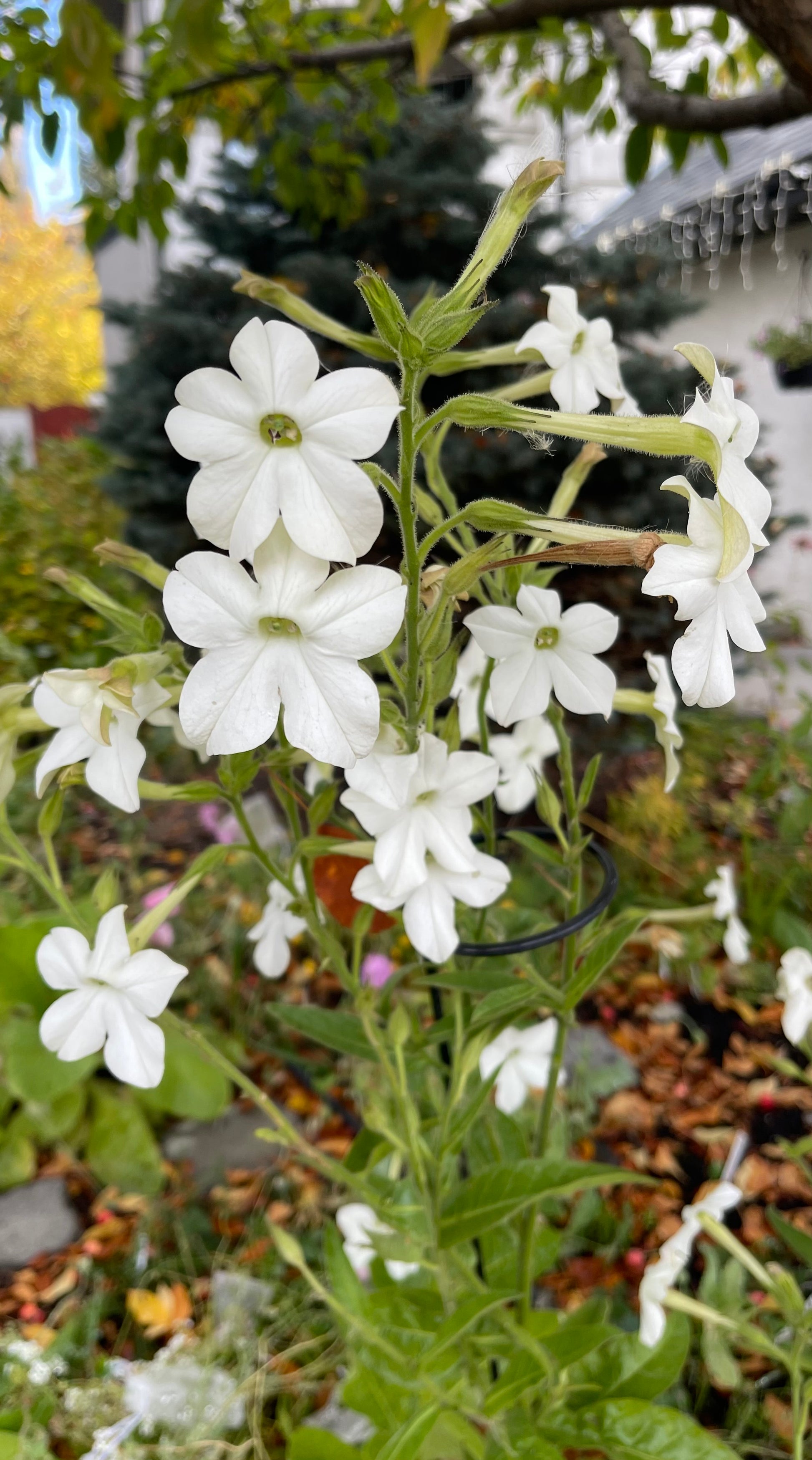 Grandiflora Nicotiana Alata Flowering Tobacco 250 Seeds