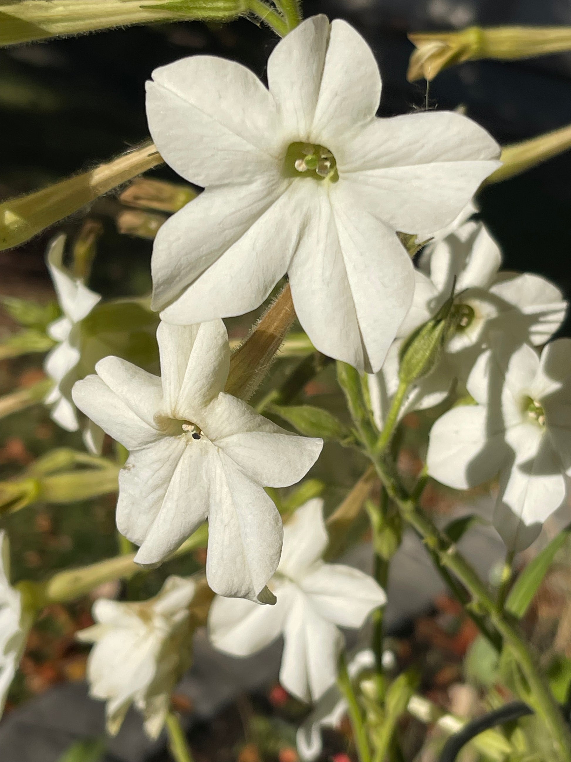 flowering tobacco grandiflora Nicotiana alata Grandiflora Nicotiana Seeds - Annual