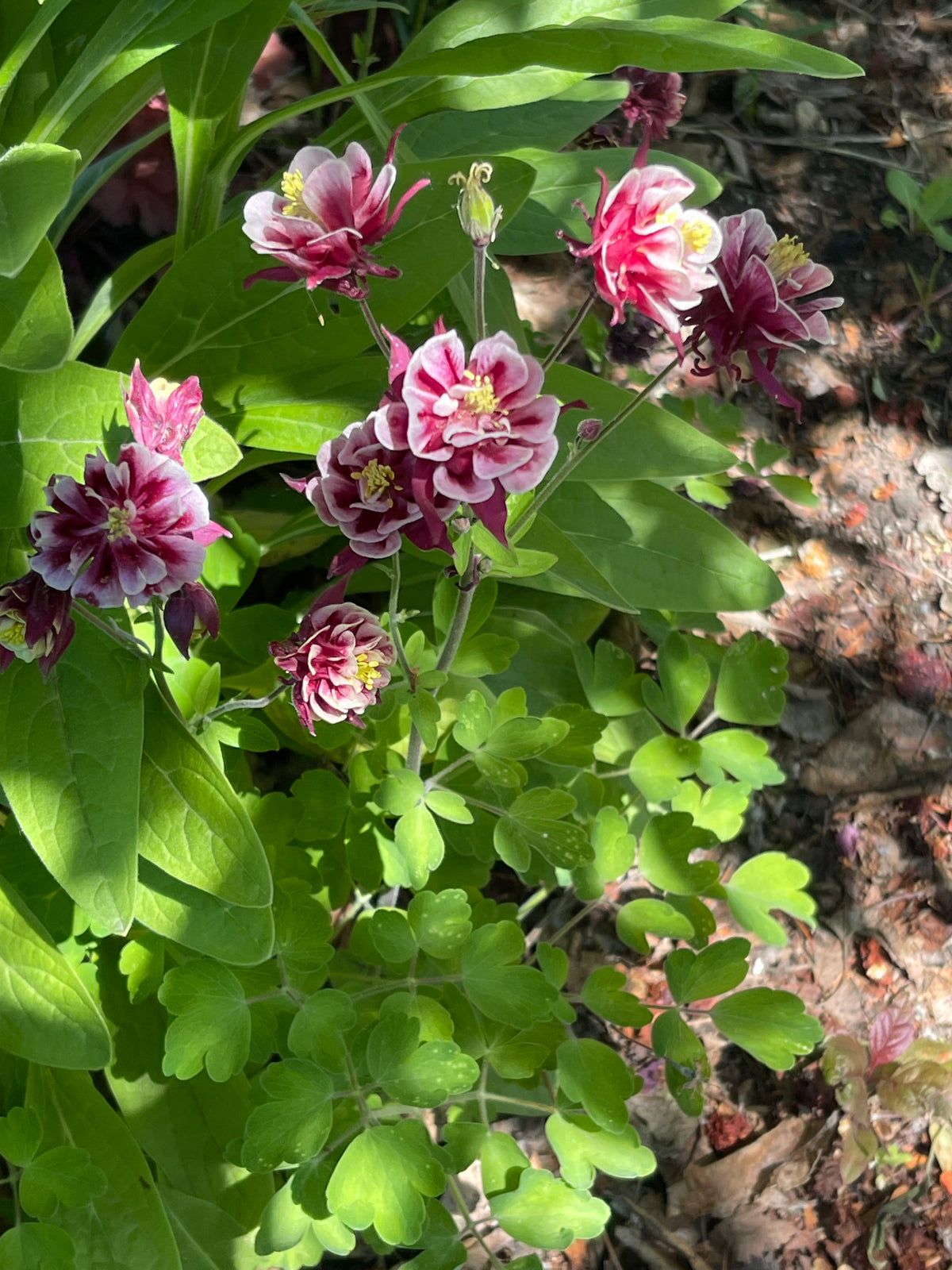 Winky Double Red and White Columbine 20 Seeds