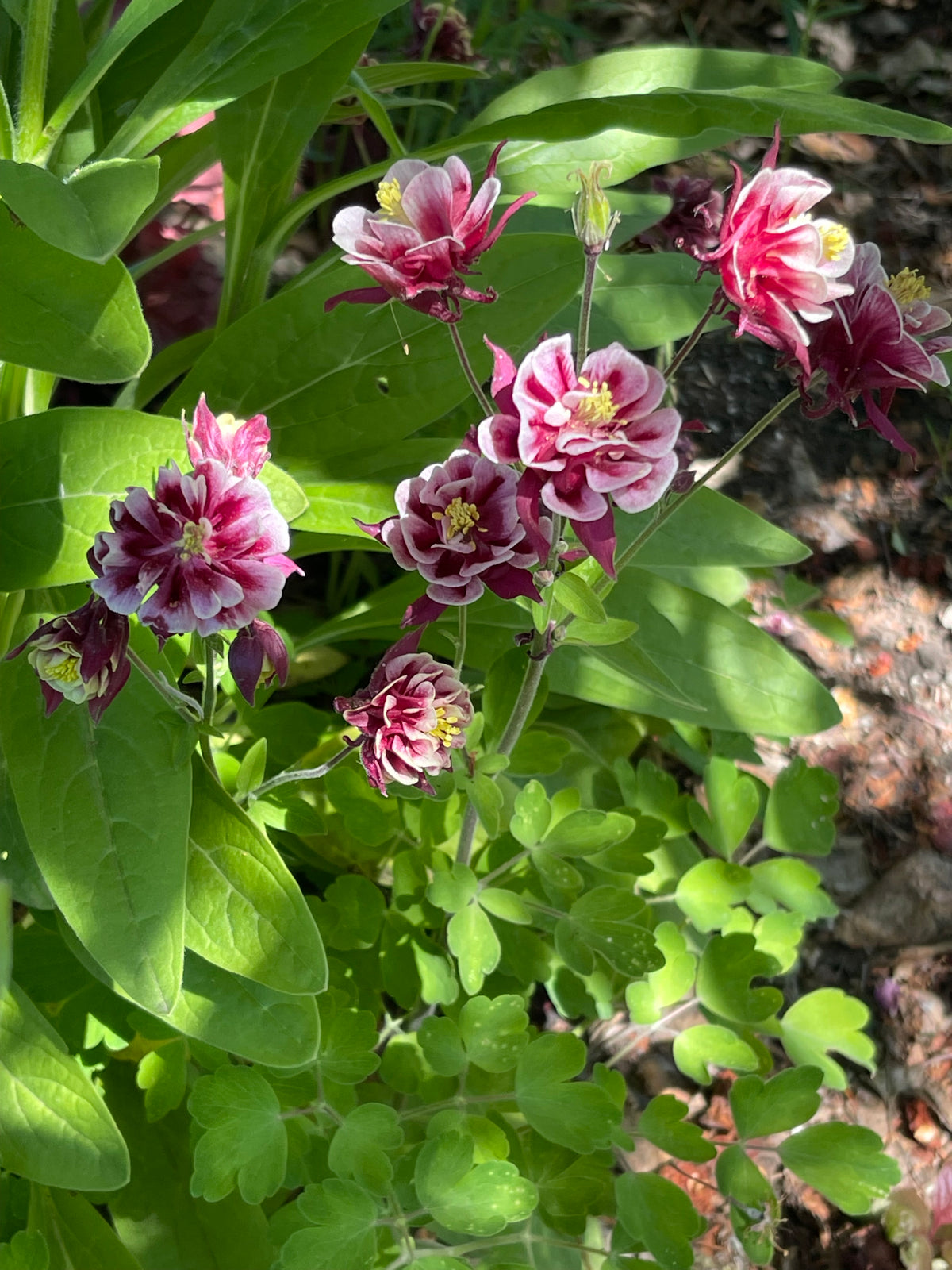 Winky Double Red and White Columbine 20 Seeds
