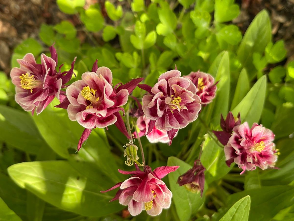 Winky Double Red and White Columbine 20 Seeds