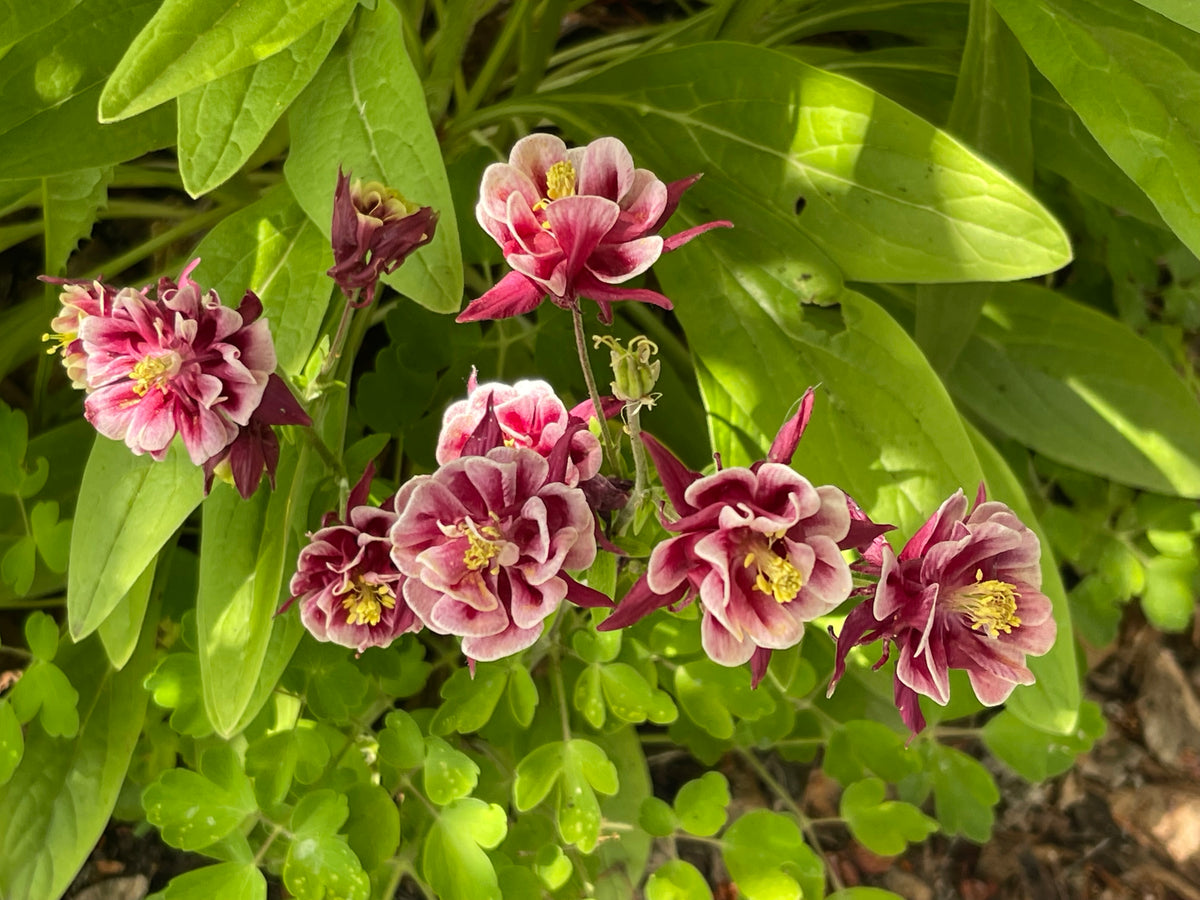 Winky Double Red and White Columbine 20 Seeds