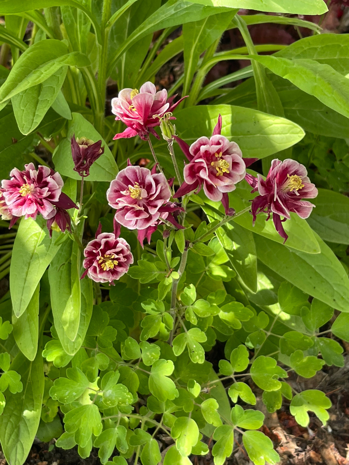 Winky Double Red and White Columbine 20 Seeds