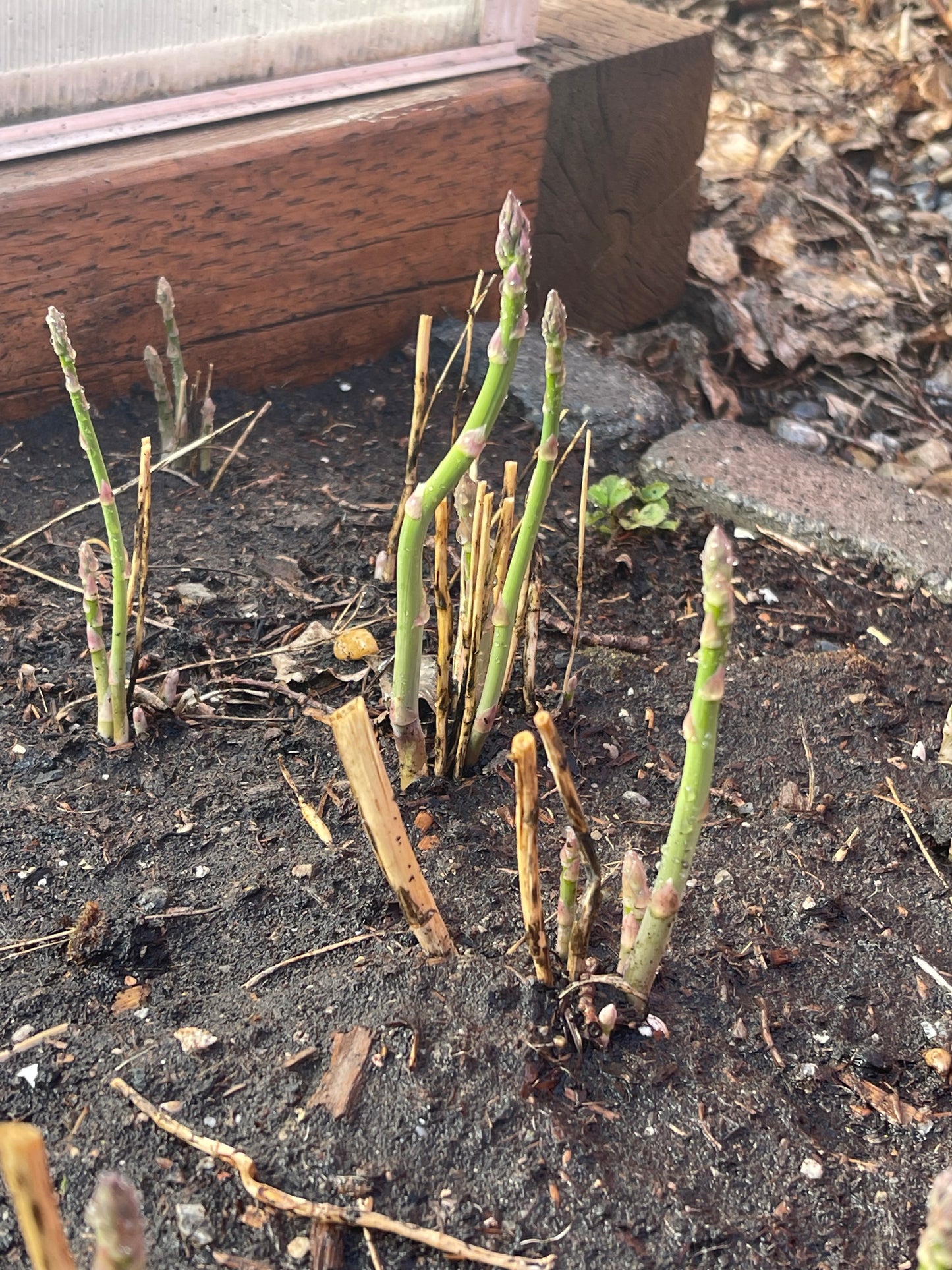 Mary Washington Asparagus 25 Seeds