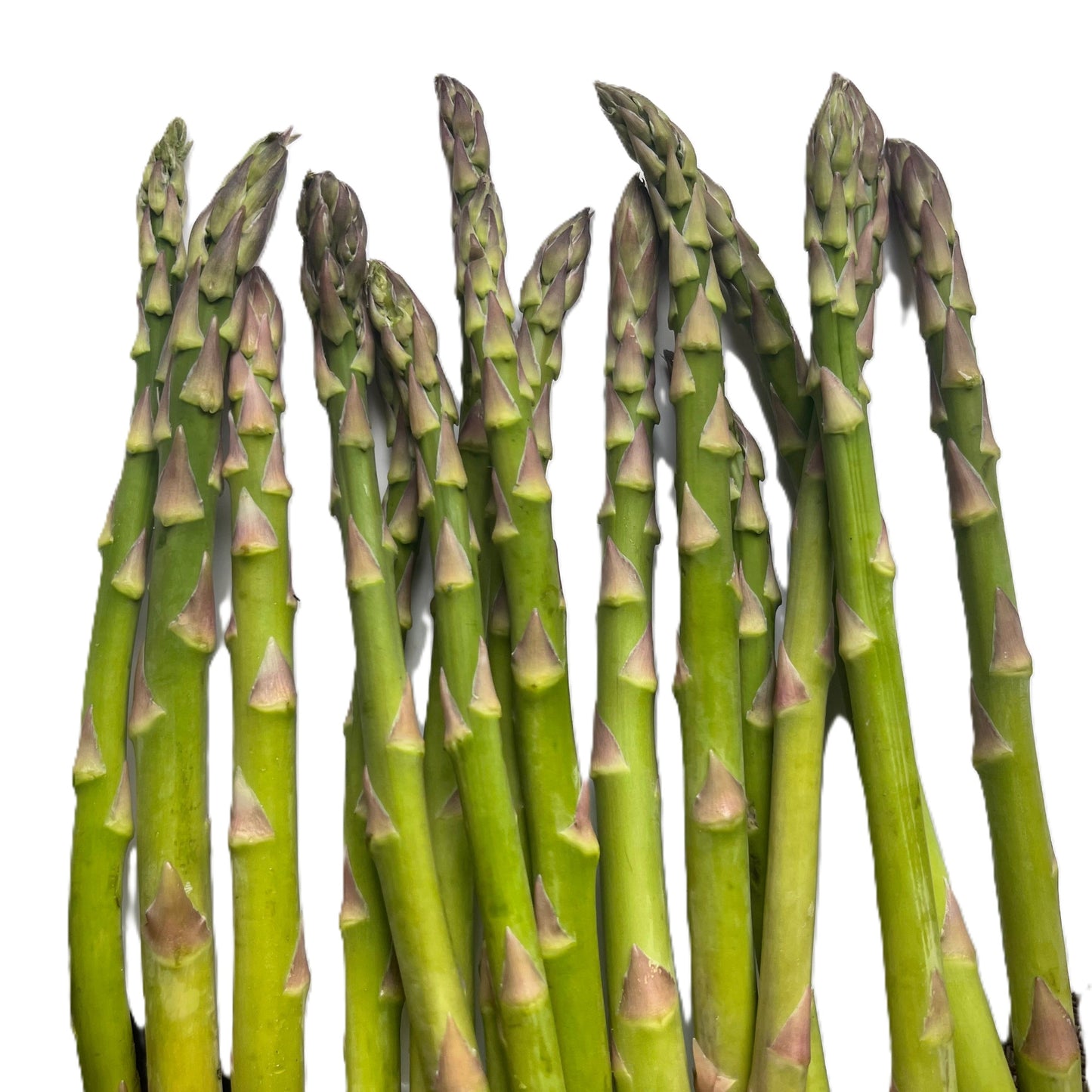 Mary Washington Asparagus 25 Seeds