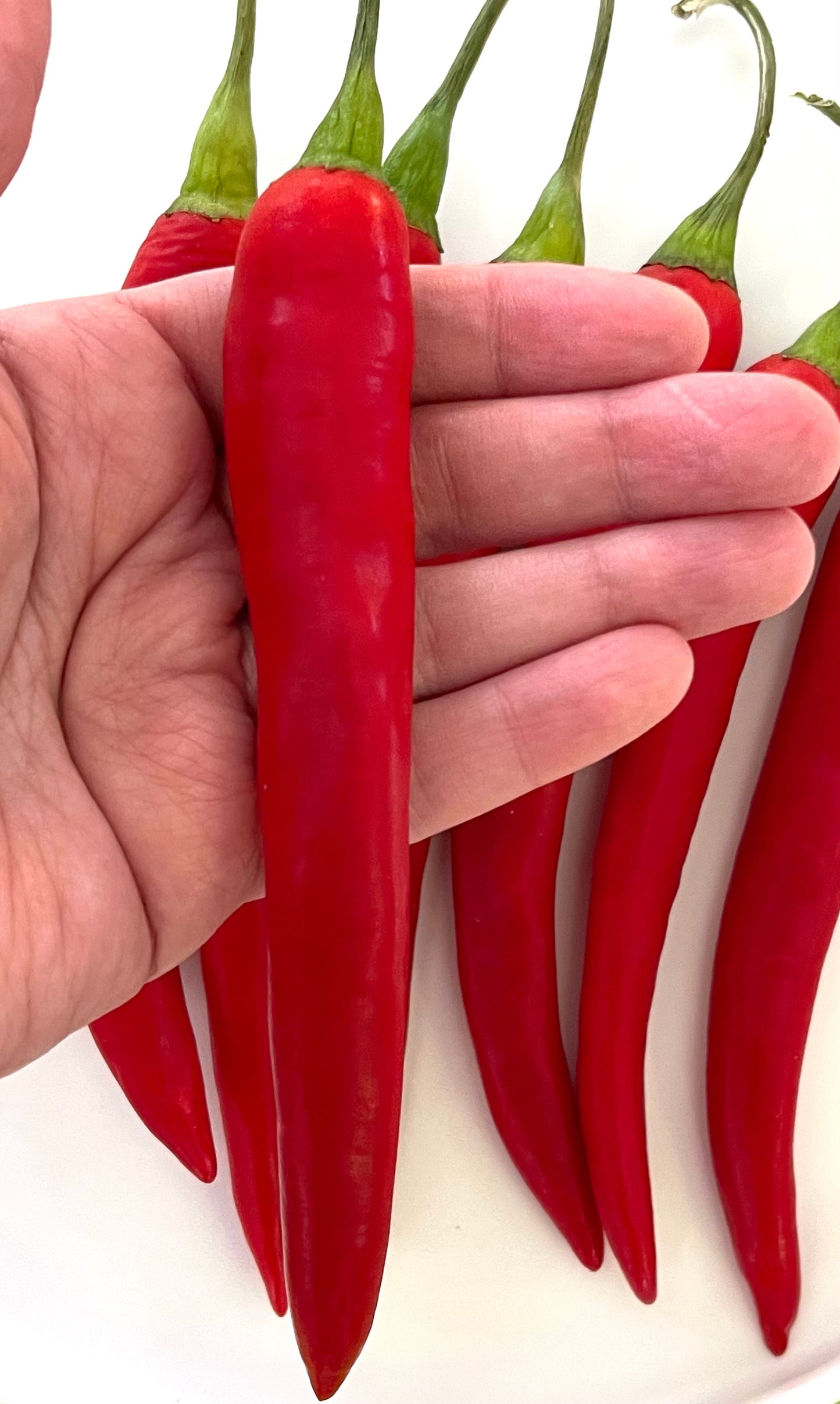 Long Red Cayenne Hot Pepper 35 Seeds